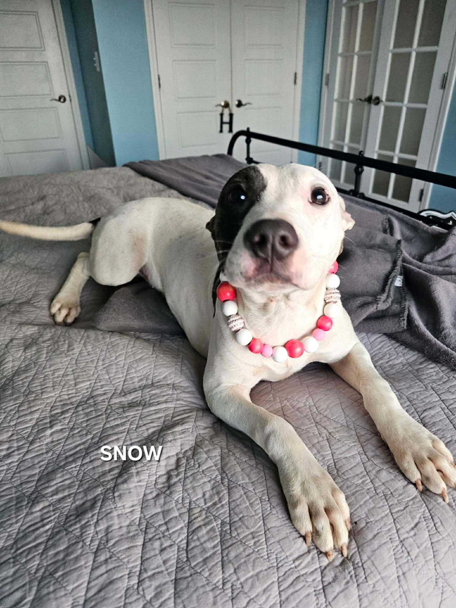 Snow, an adopted mixed breed in Gulf Breeze, FL image 1/6