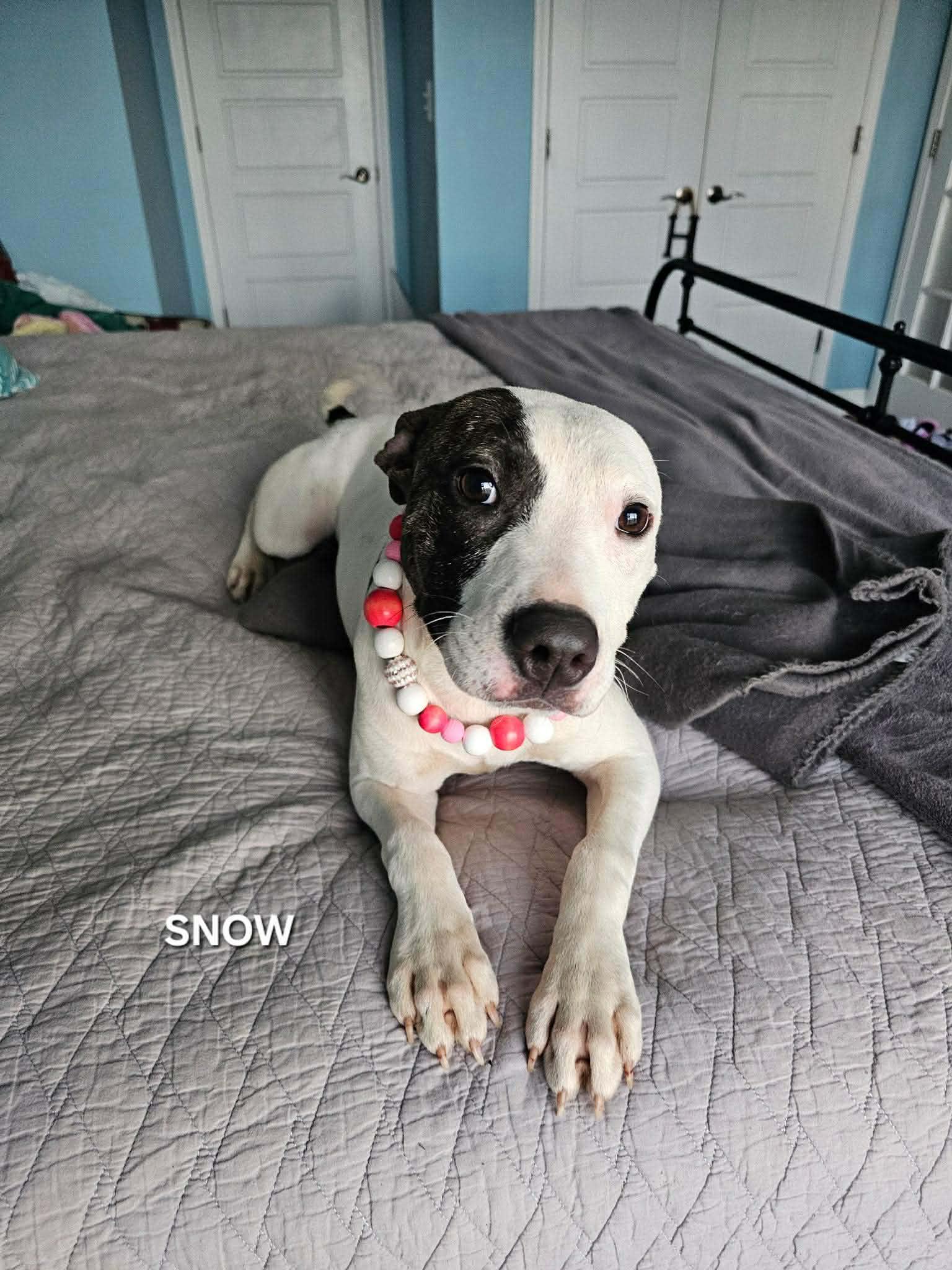 Snow, an adopted mixed breed in Gulf Breeze, FL image 6/6