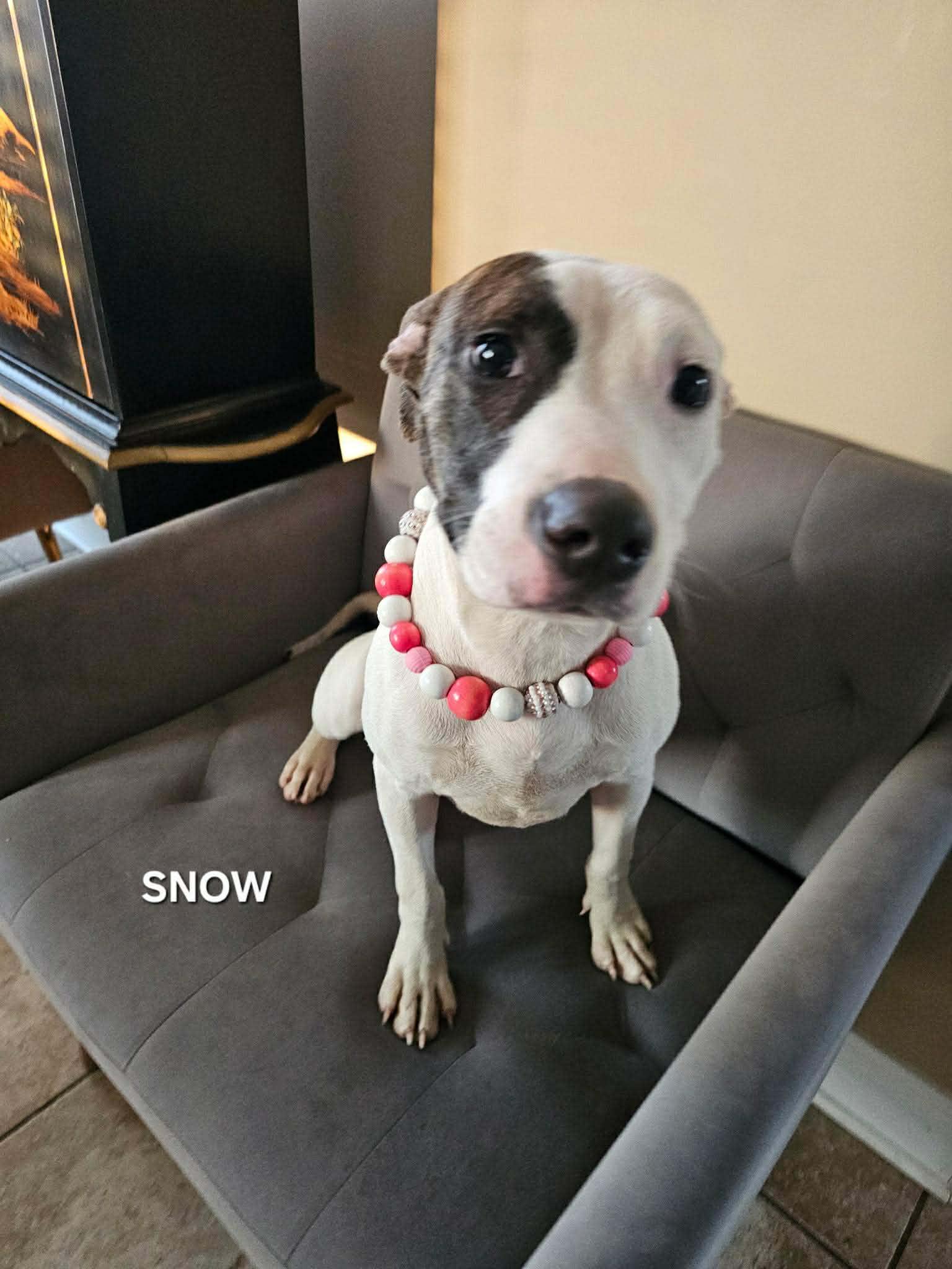 Snow, an adopted mixed breed in Gulf Breeze, FL image 2/6