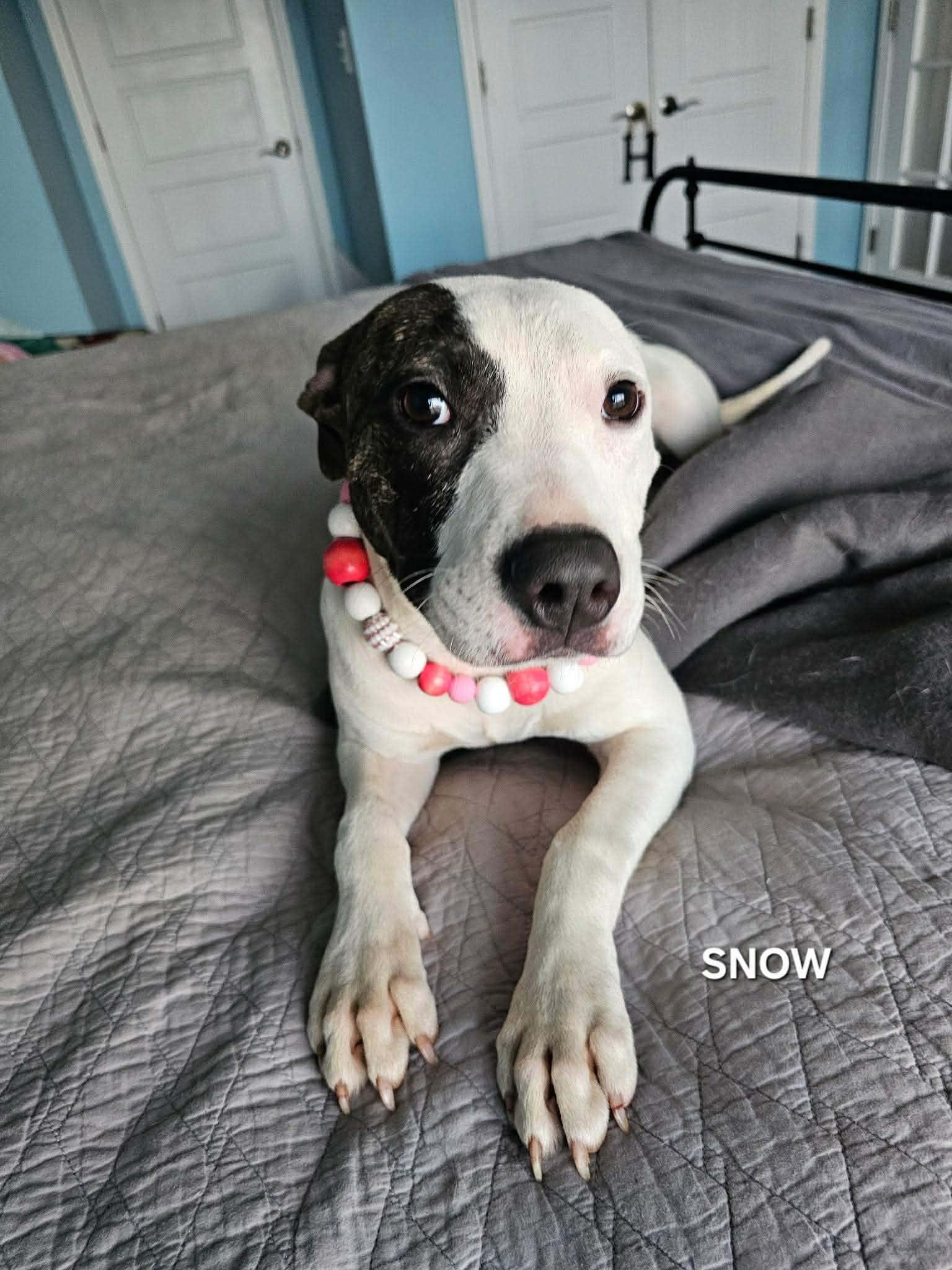 Snow, an adopted mixed breed in Gulf Breeze, FL image 5/6