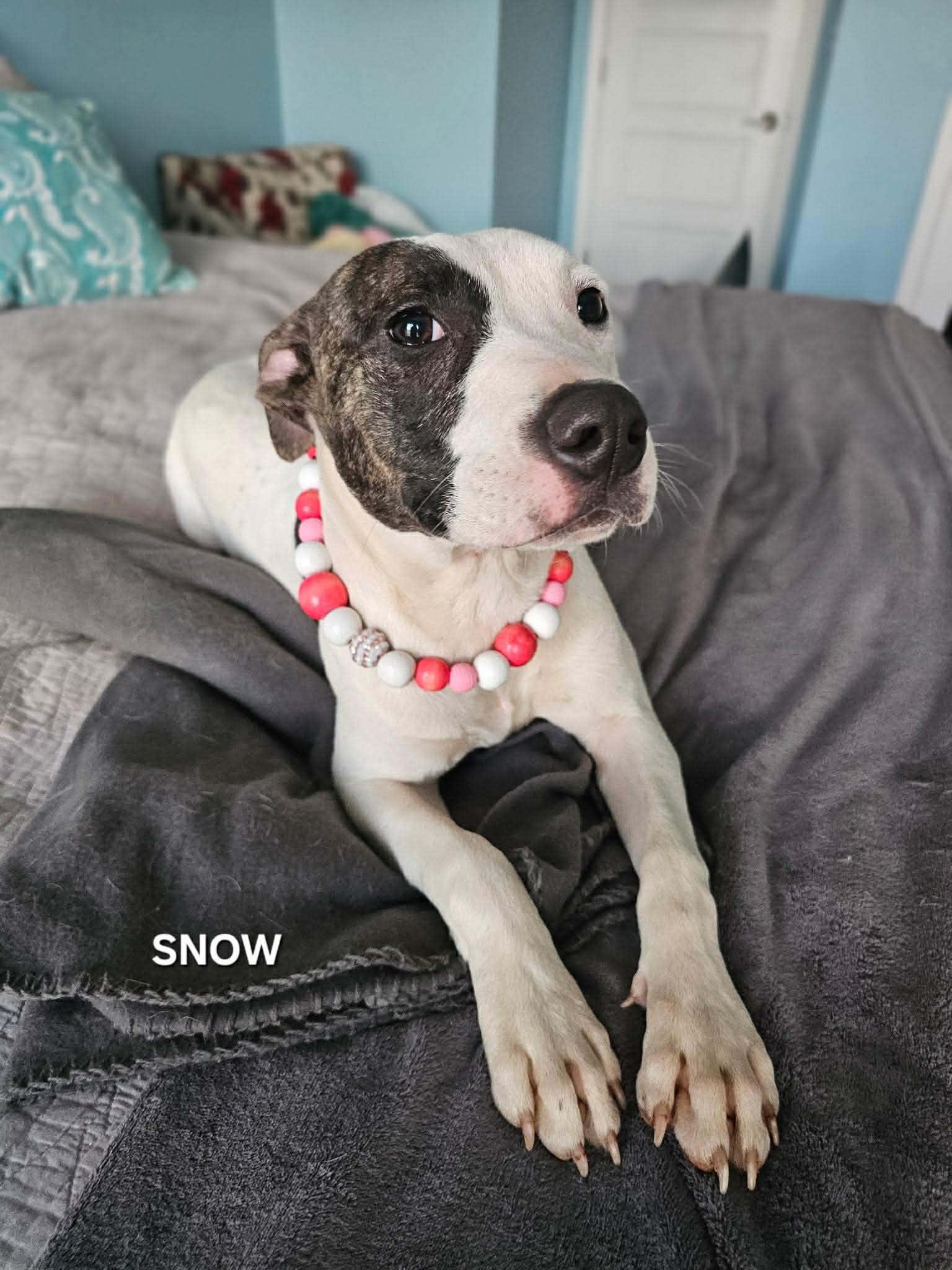 Snow, an adopted mixed breed in Gulf Breeze, FL image 3/6