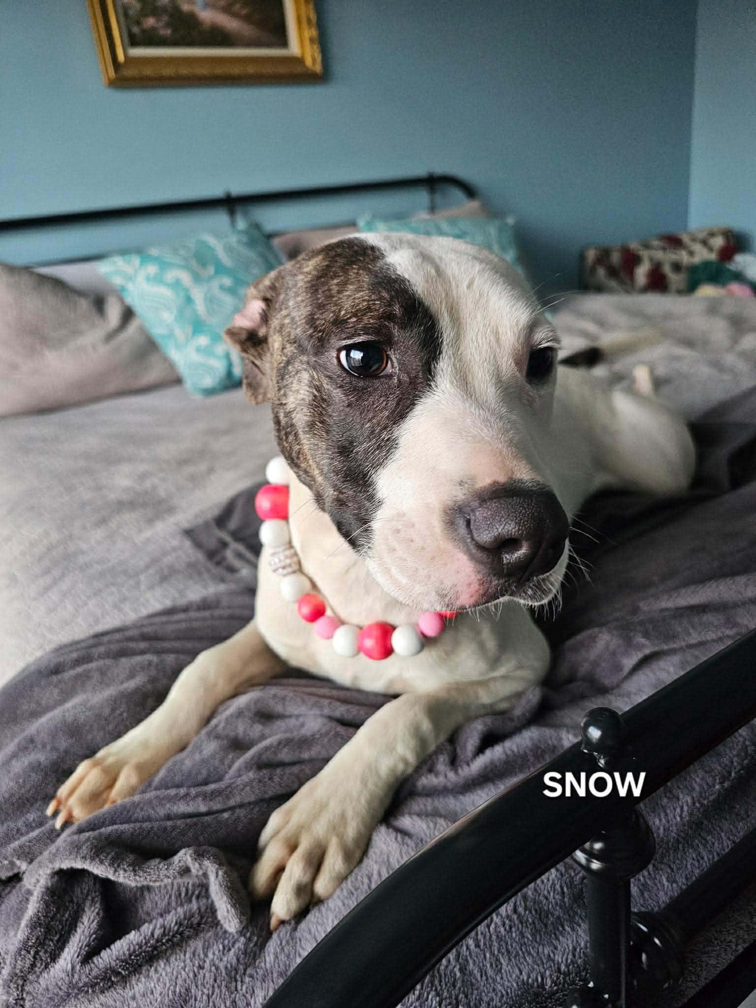 Snow, an adopted mixed breed in Gulf Breeze, FL image 4/6