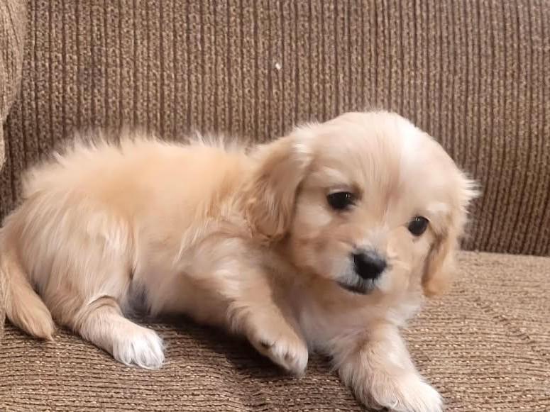 Almond, an adoption pending mixed breed in Kellogg, ID image 1/3