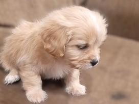 Almond, an adoption pending mixed breed in Kellogg, ID image 2/3