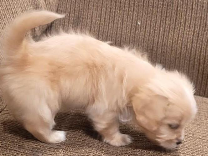 Almond, an adoption pending mixed breed in Kellogg, ID image 3/3