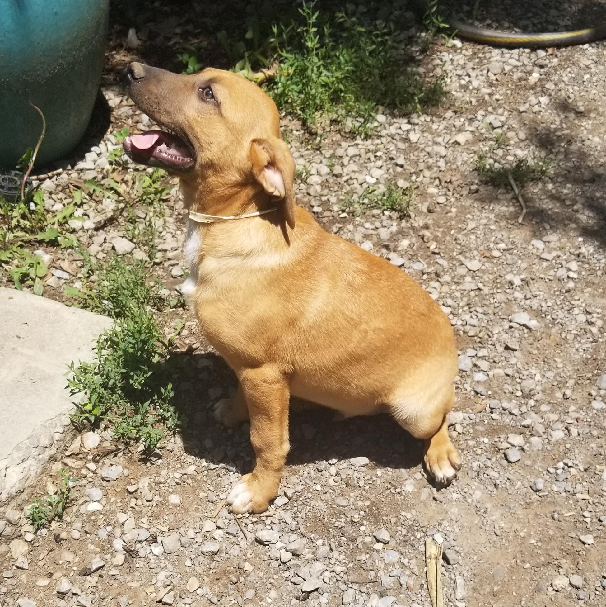Enlarge Cookie Dough, a Adoptable mixed breed in Albany, NY image 5/5