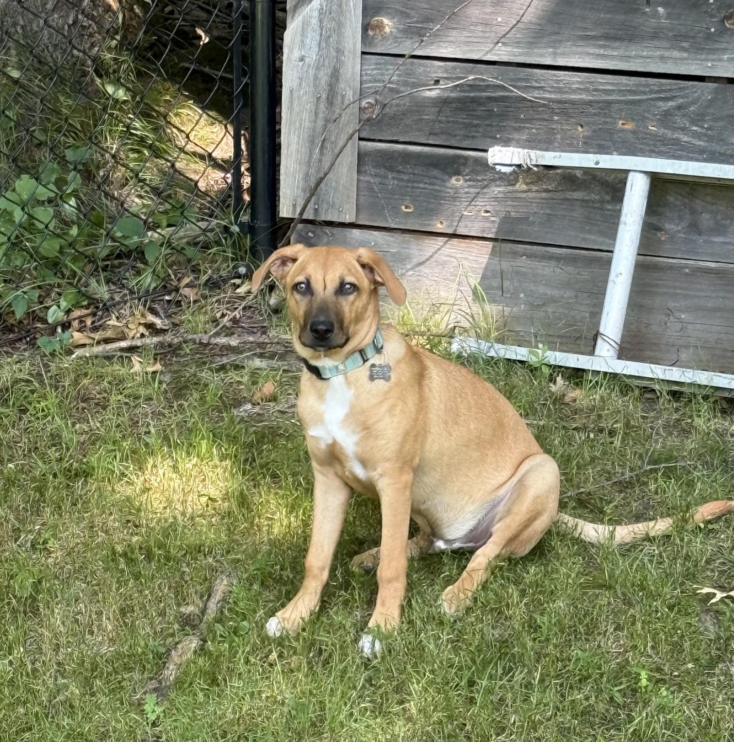 Enlarge Cookie Dough, an adopted mixed breed in Albany, NY image 3/6