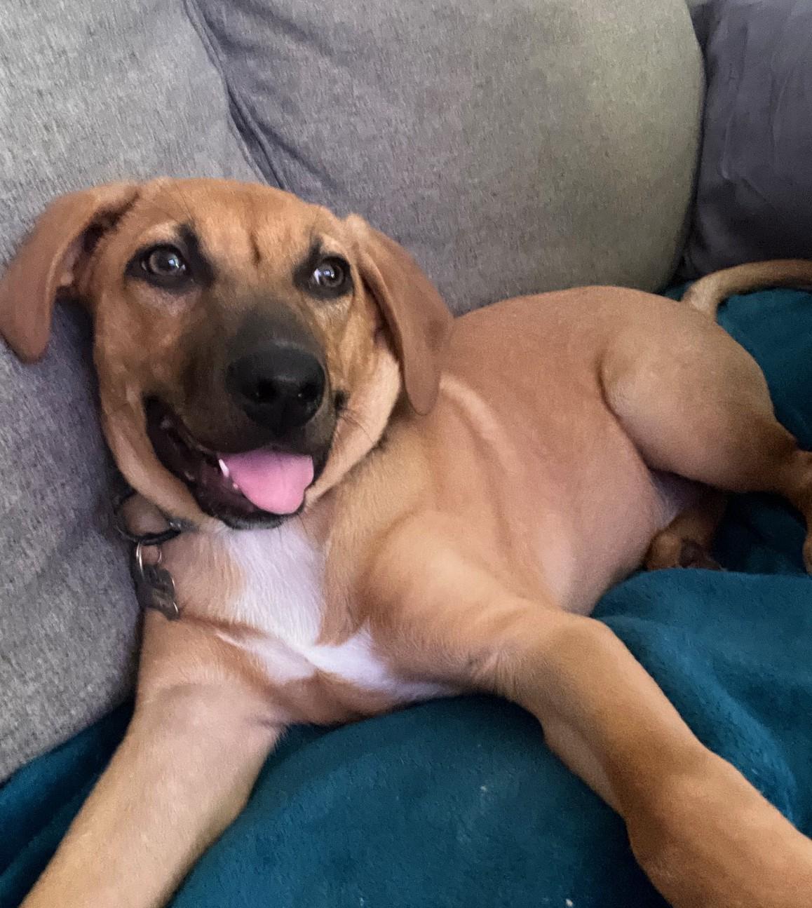 Enlarge Cookie Dough, an adopted mixed breed in Albany, NY image 5/6