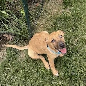 Enlarge Cookie Dough, a Adoptable mixed breed in Albany, NY image 2/5