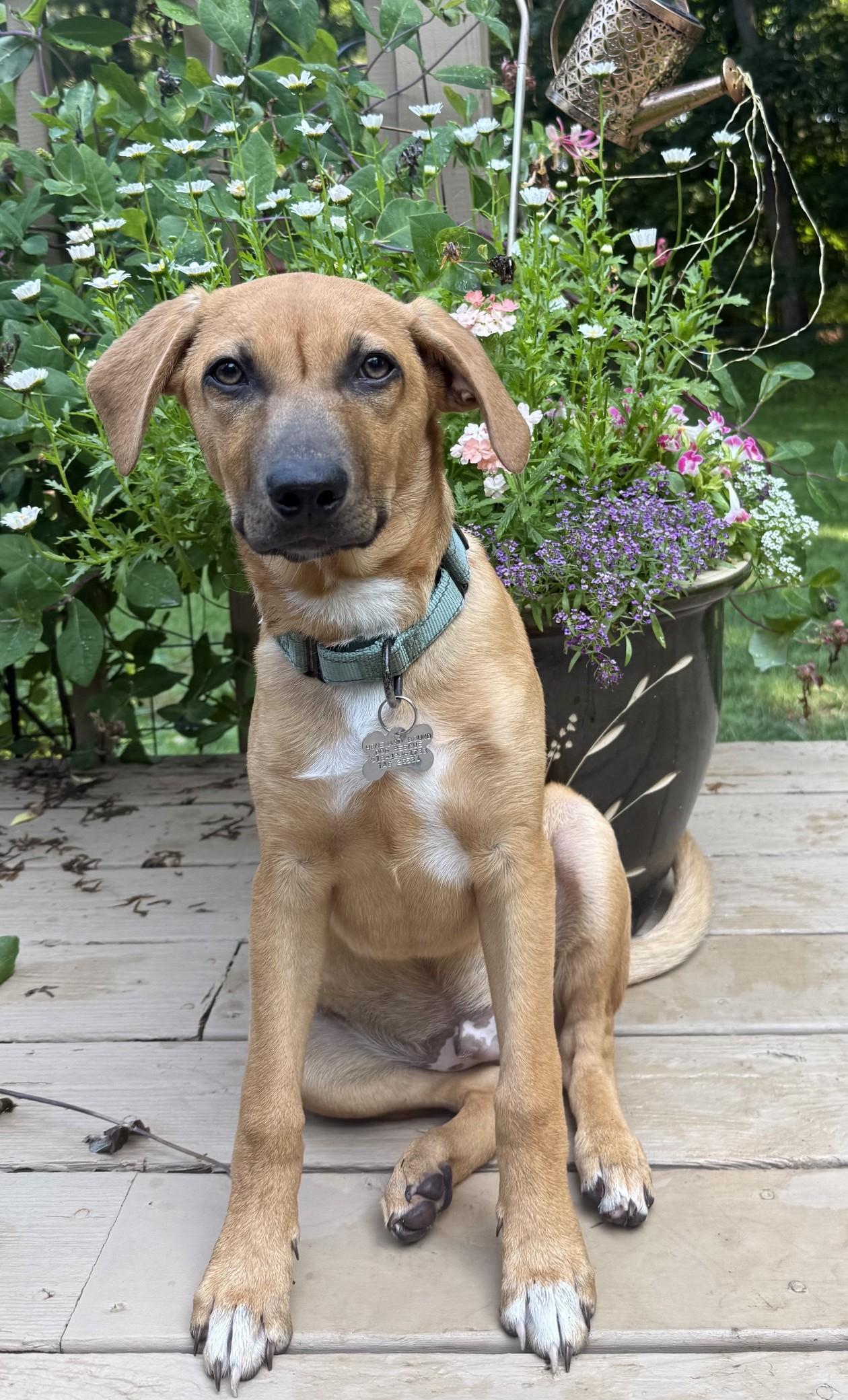 Enlarge Cookie Dough, an adopted mixed breed in Albany, NY image 2/6