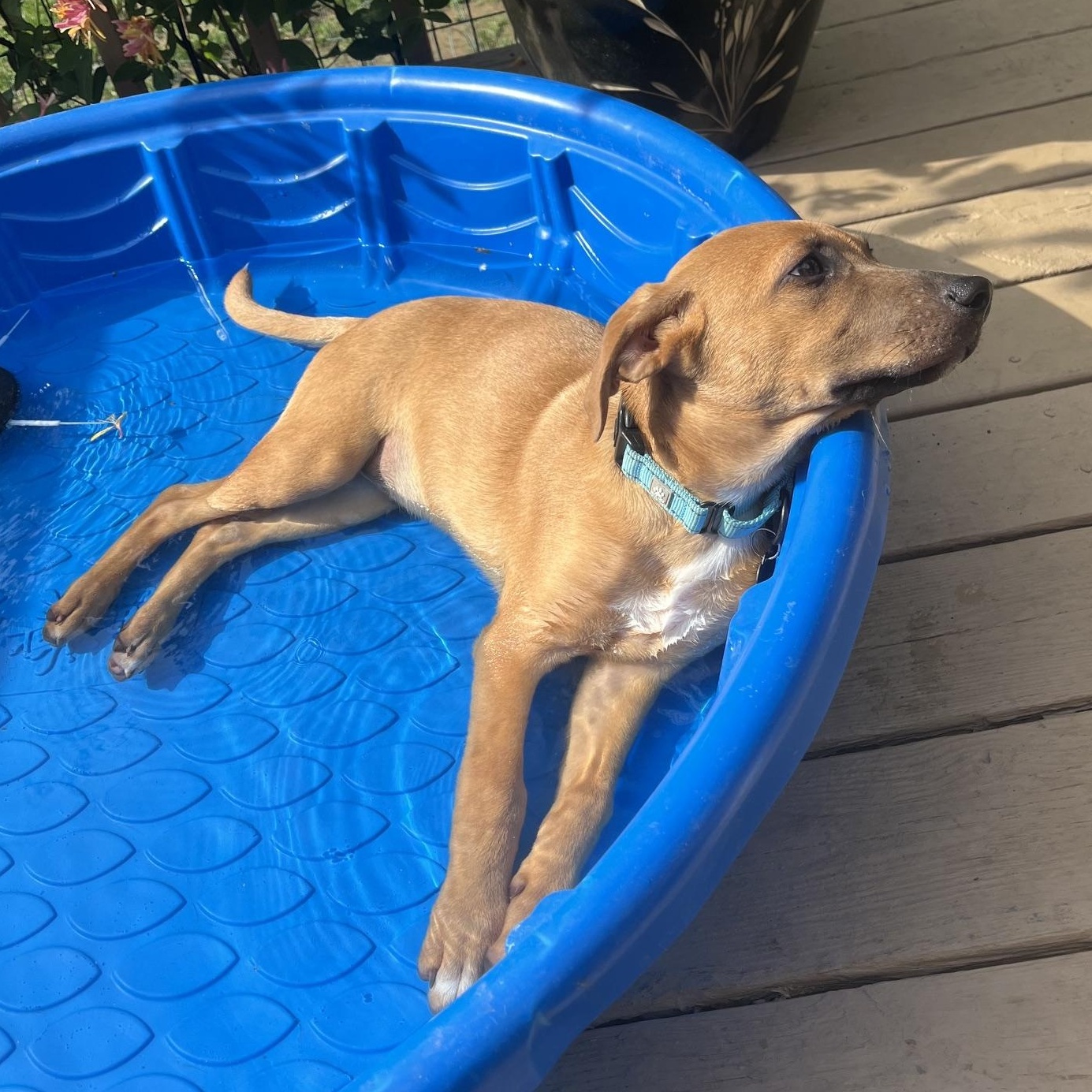 Enlarge Cookie Dough, a Adoptable mixed breed in Albany, NY image 3/5