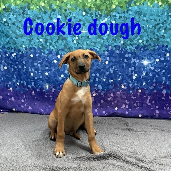 Enlarge Cookie Dough, a Adoptable mixed breed in Albany, NY image 4/5