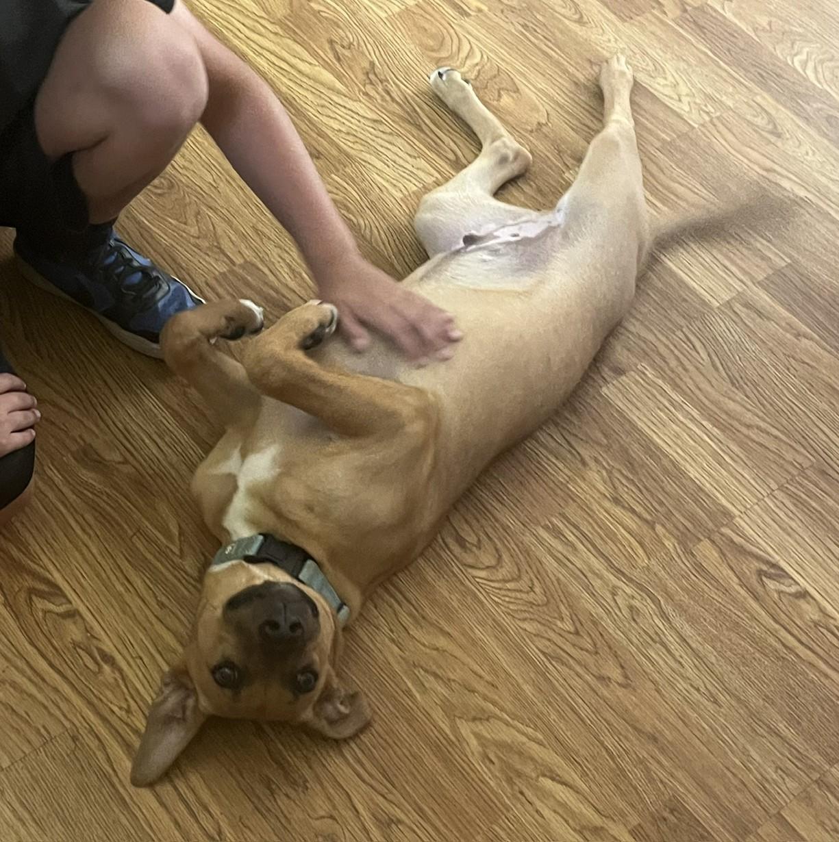 Enlarge Cookie Dough, an adopted mixed breed in Albany, NY image 4/6