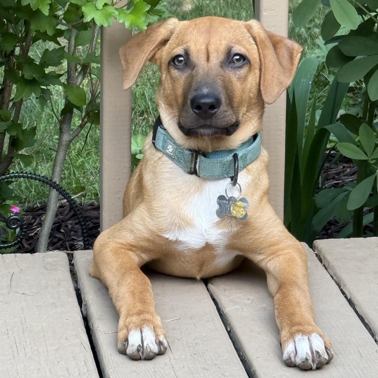Enlarge Cookie Dough, an adopted mixed breed in Albany, NY image 1/6