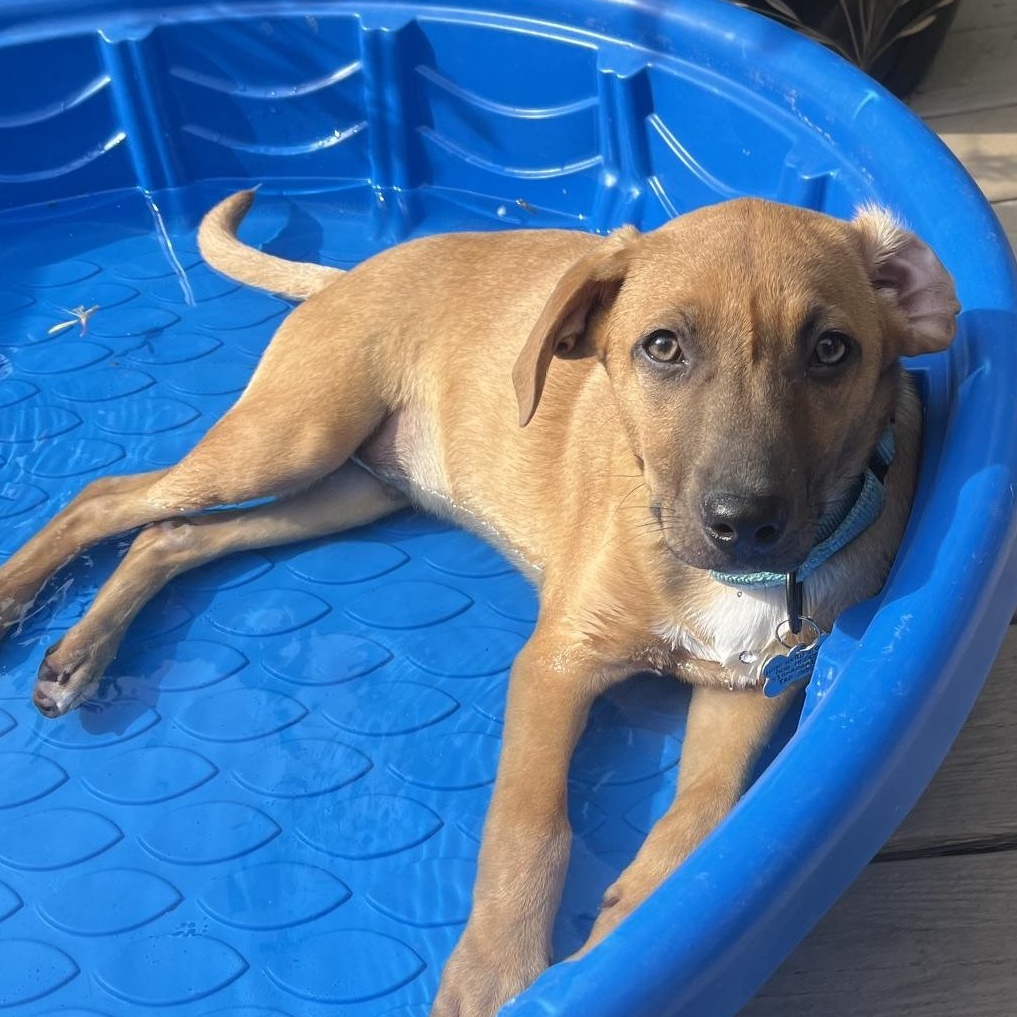 Cookie Dough, Adoptable, Puppy Male Dachshund & Hound.
