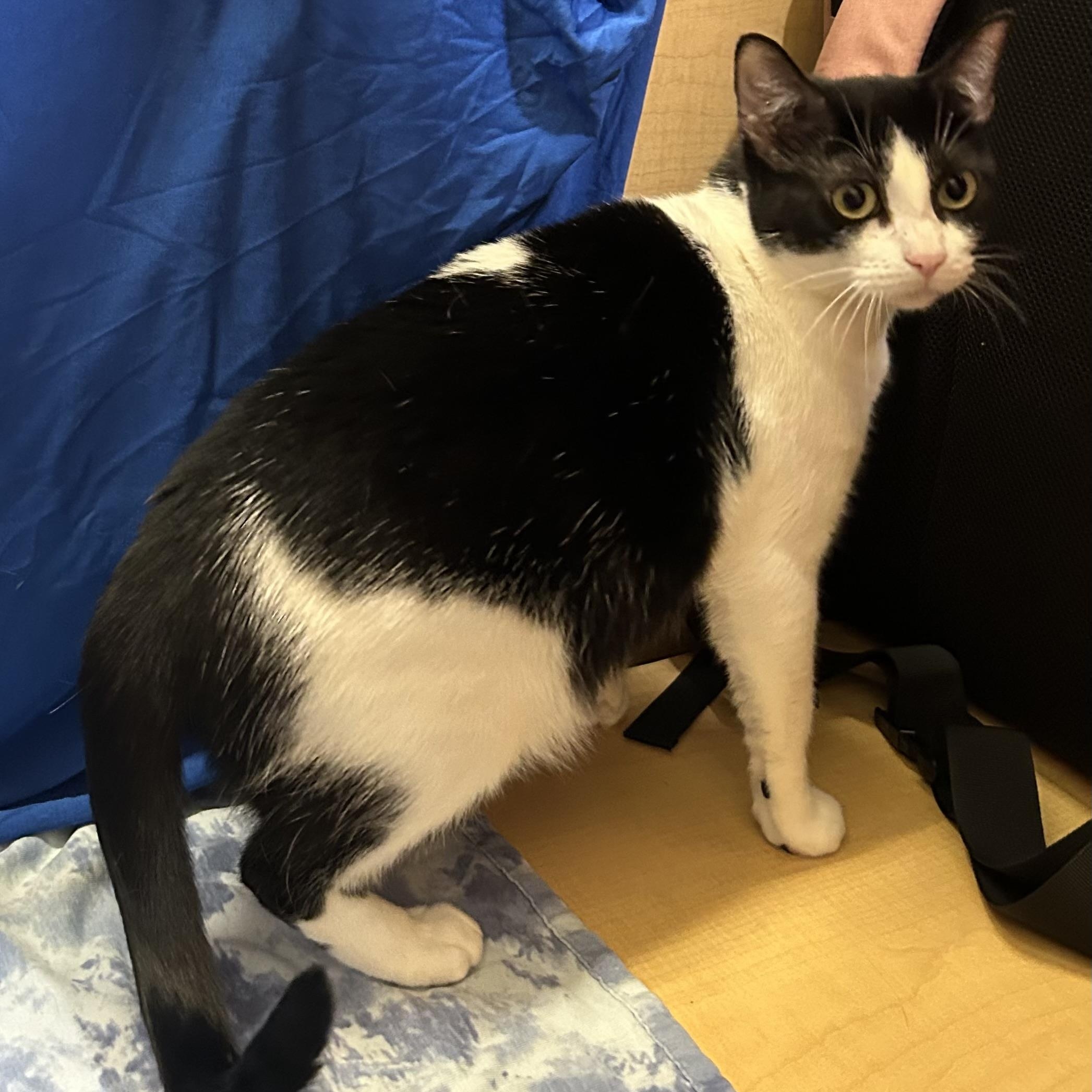 Enlarge Kyra, a ADOPTABLE Domestic Short Hair in Houston, TX image 3/6