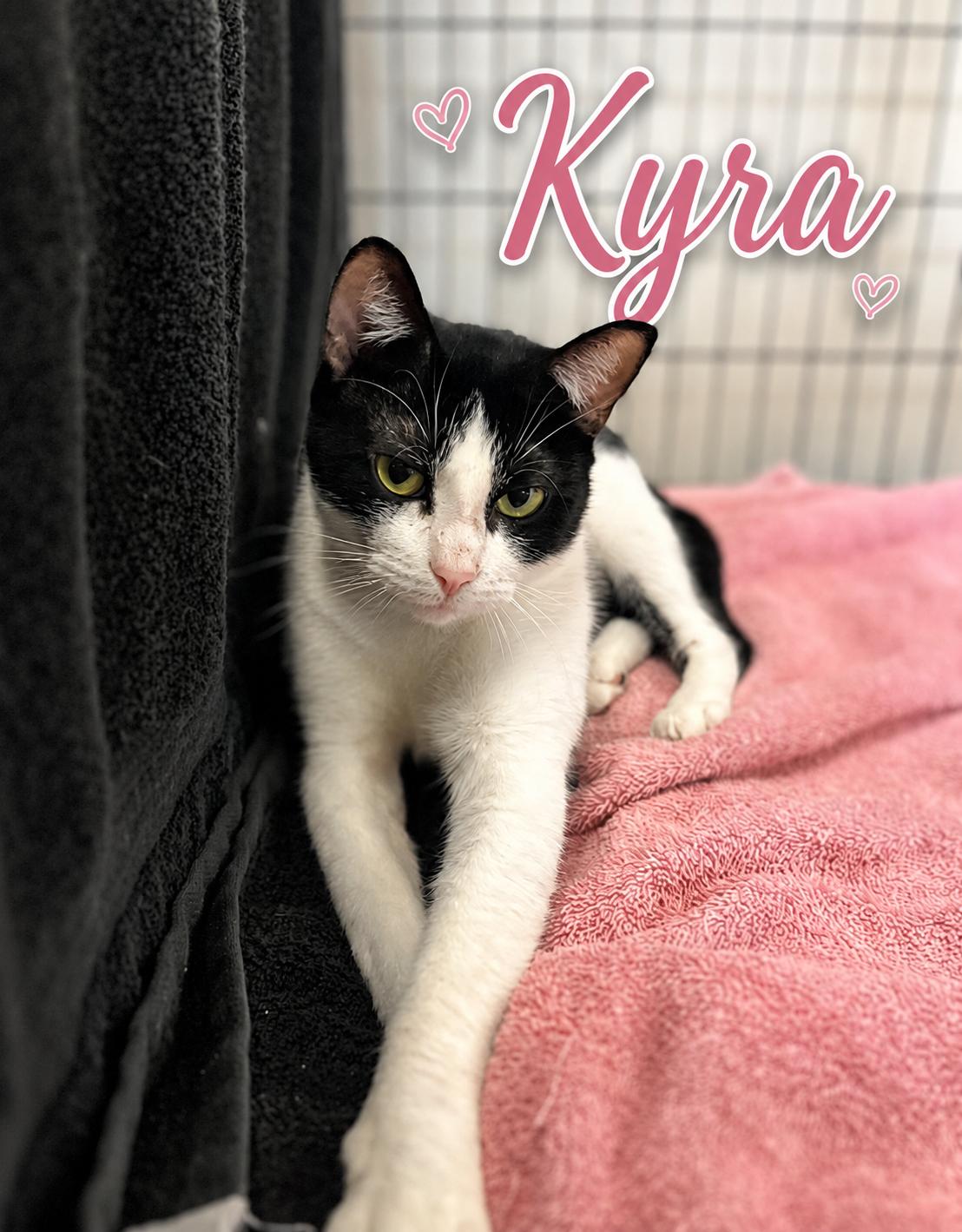 Kyra, ADOPTABLE, Young Female Domestic Short Hair.