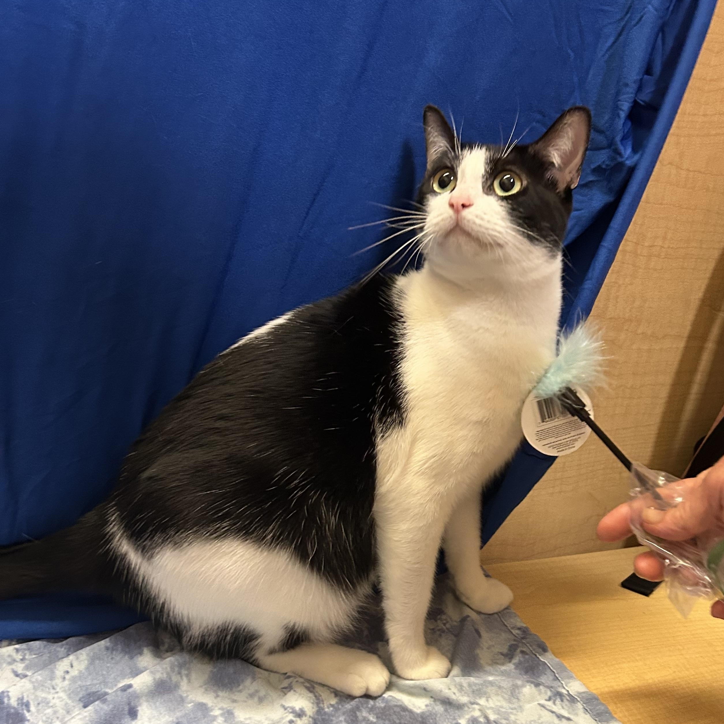 Enlarge Kyra, a ADOPTABLE Domestic Short Hair in Houston, TX image 2/6