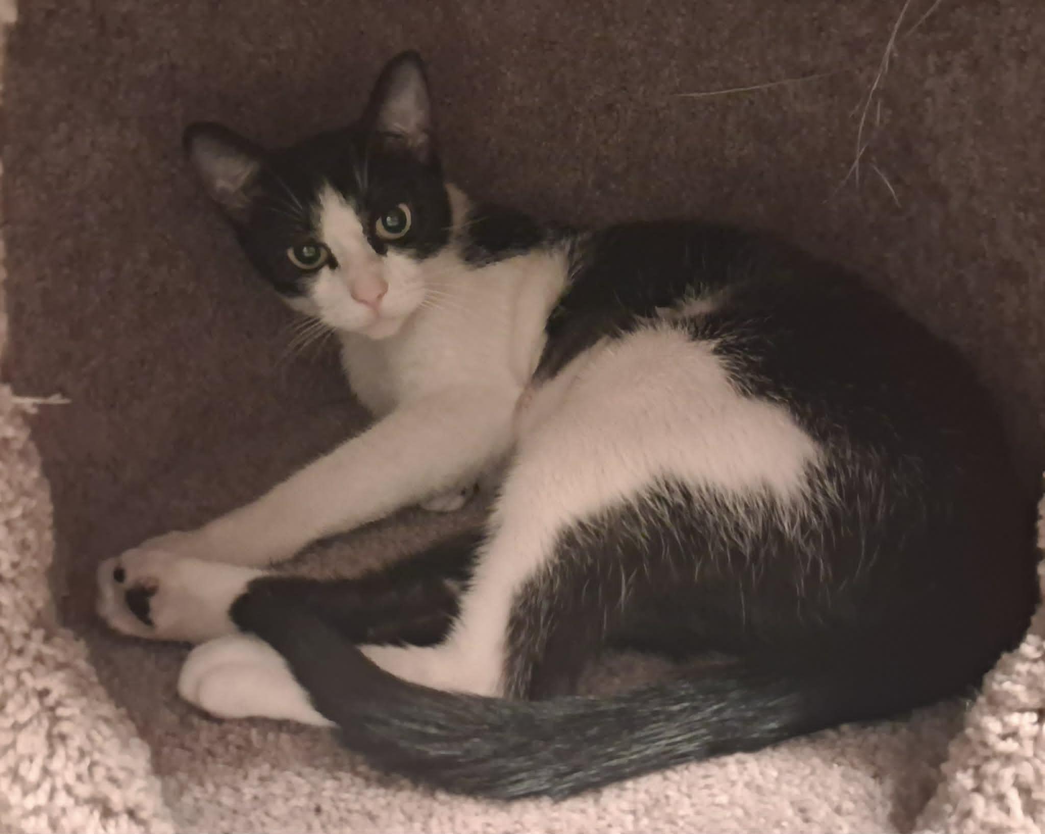 Kyra, a ADOPTABLE Domestic Short Hair in Houston, TX image 5/6