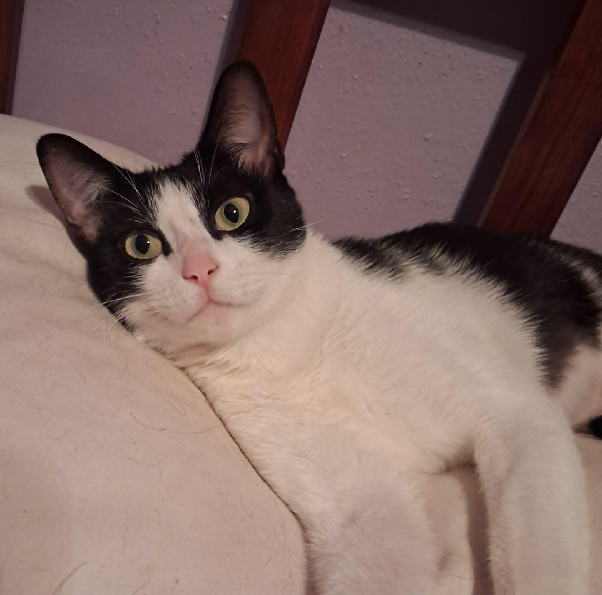 Kyra, ADOPTABLE, Young Female Domestic Short Hair.