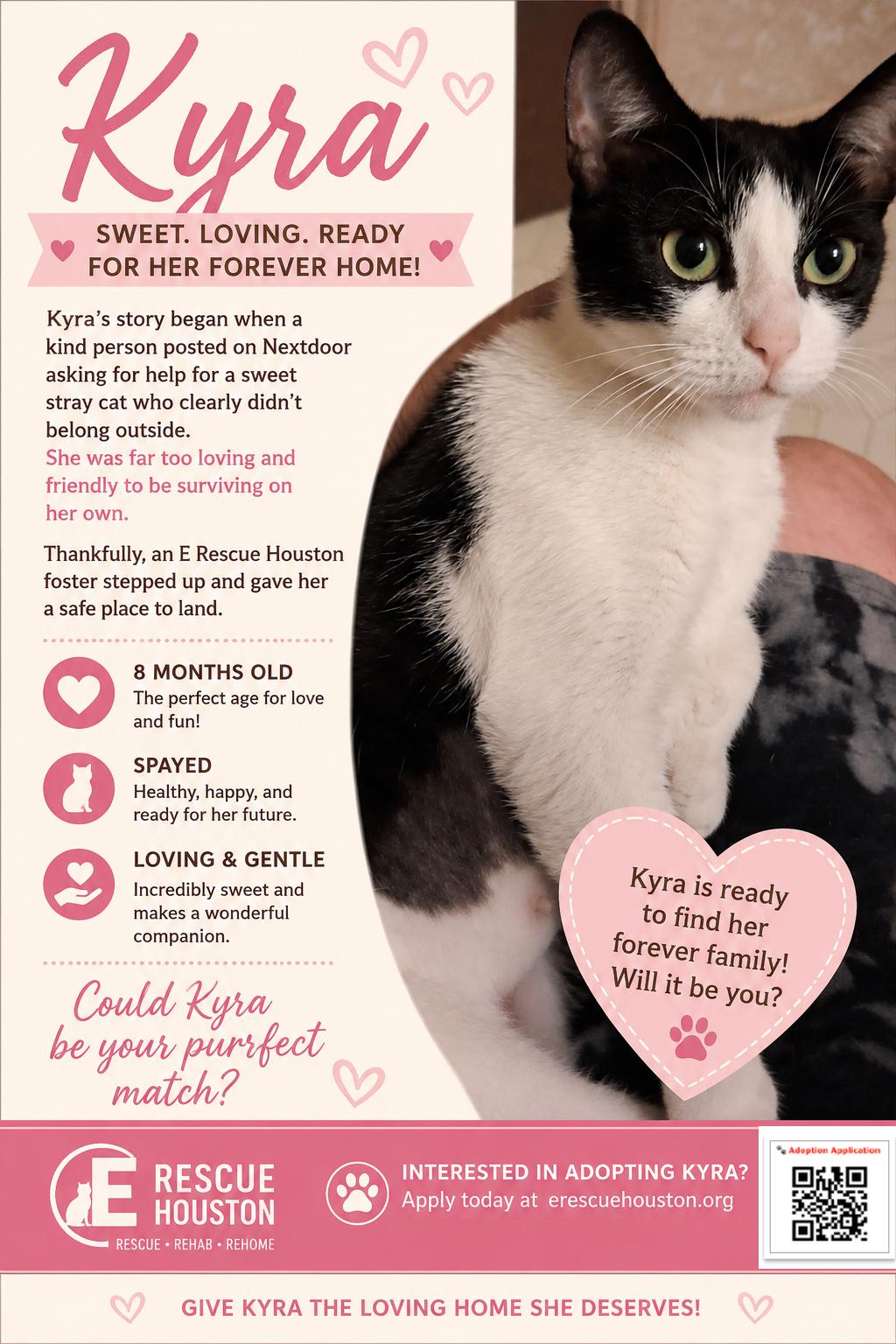 Kyra, a ADOPTABLE Domestic Short Hair in Houston, TX image 6/6