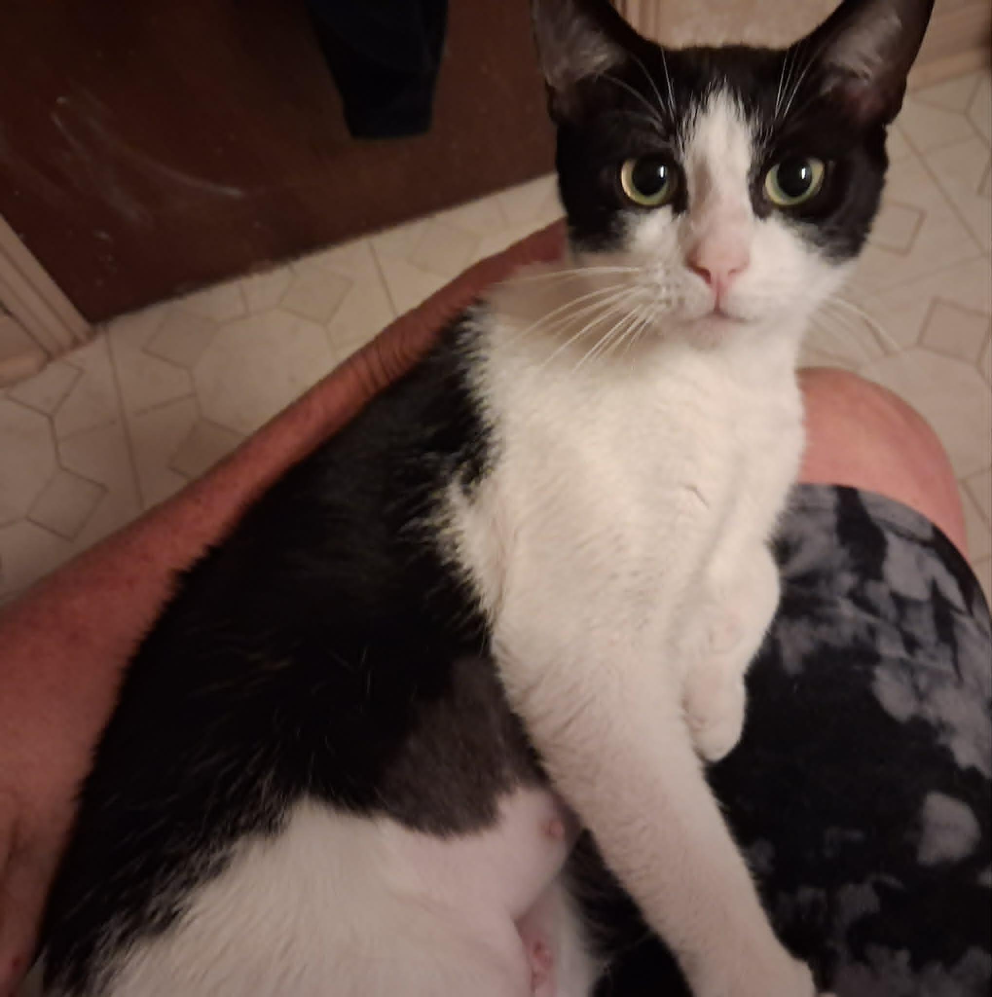 Kyra, a ADOPTABLE Domestic Short Hair in Houston, TX image 4/6