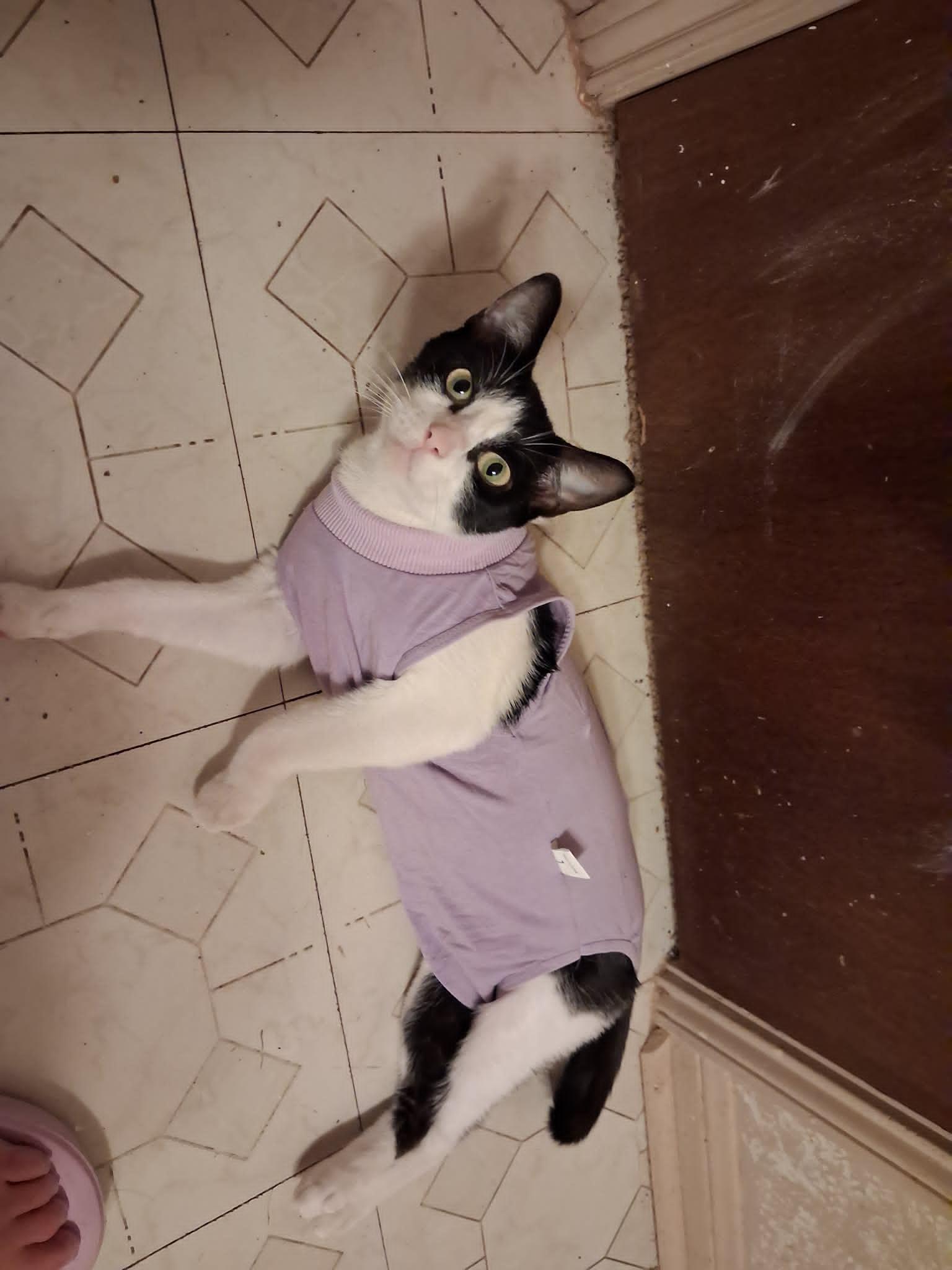 Kyra, a ADOPTABLE Domestic Short Hair in Houston, TX image 2/6