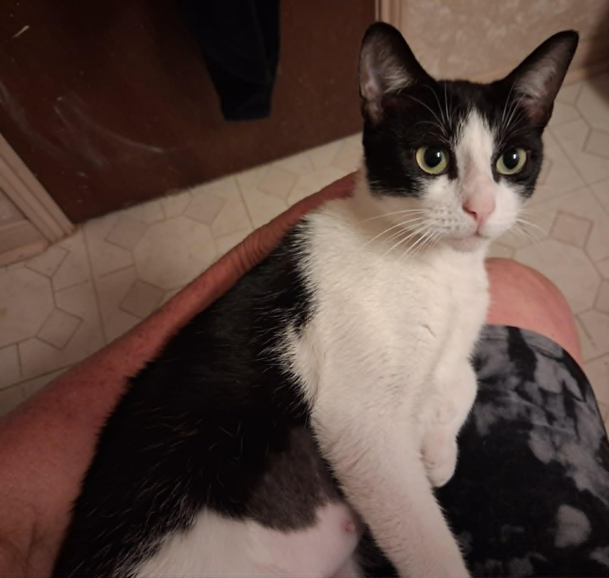 Kyra, a ADOPTABLE Domestic Short Hair in Houston, TX image 3/6