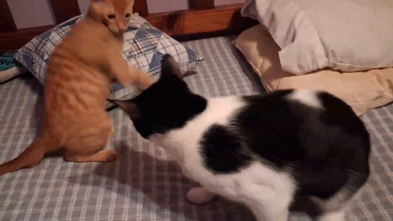 Enlarge Kyra, a ADOPTABLE Domestic Short Hair in Houston, TX video 4/6
