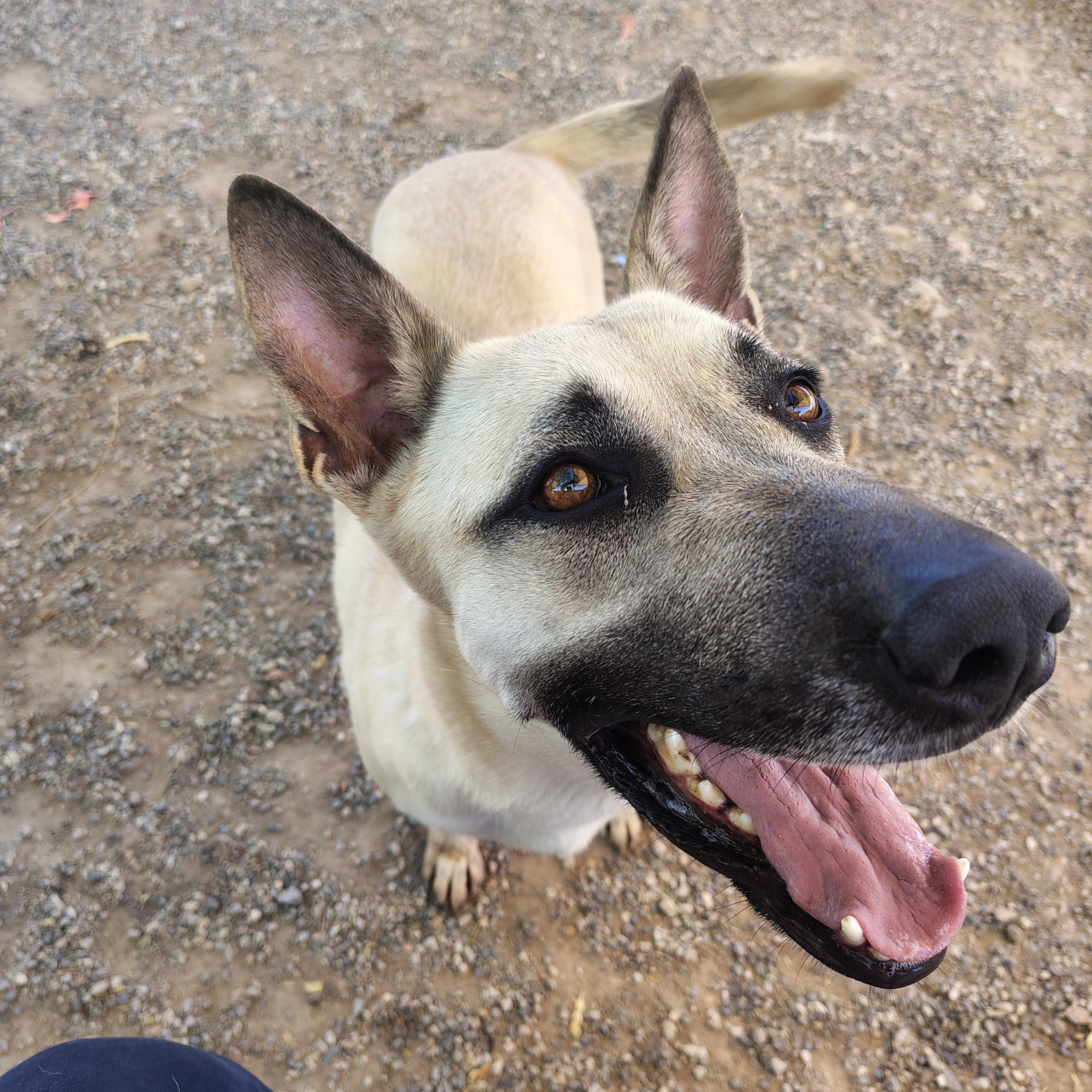 Dixie, an adoptable German Shepherd Dog in Parker, AZ, 85344 | Photo Image 1