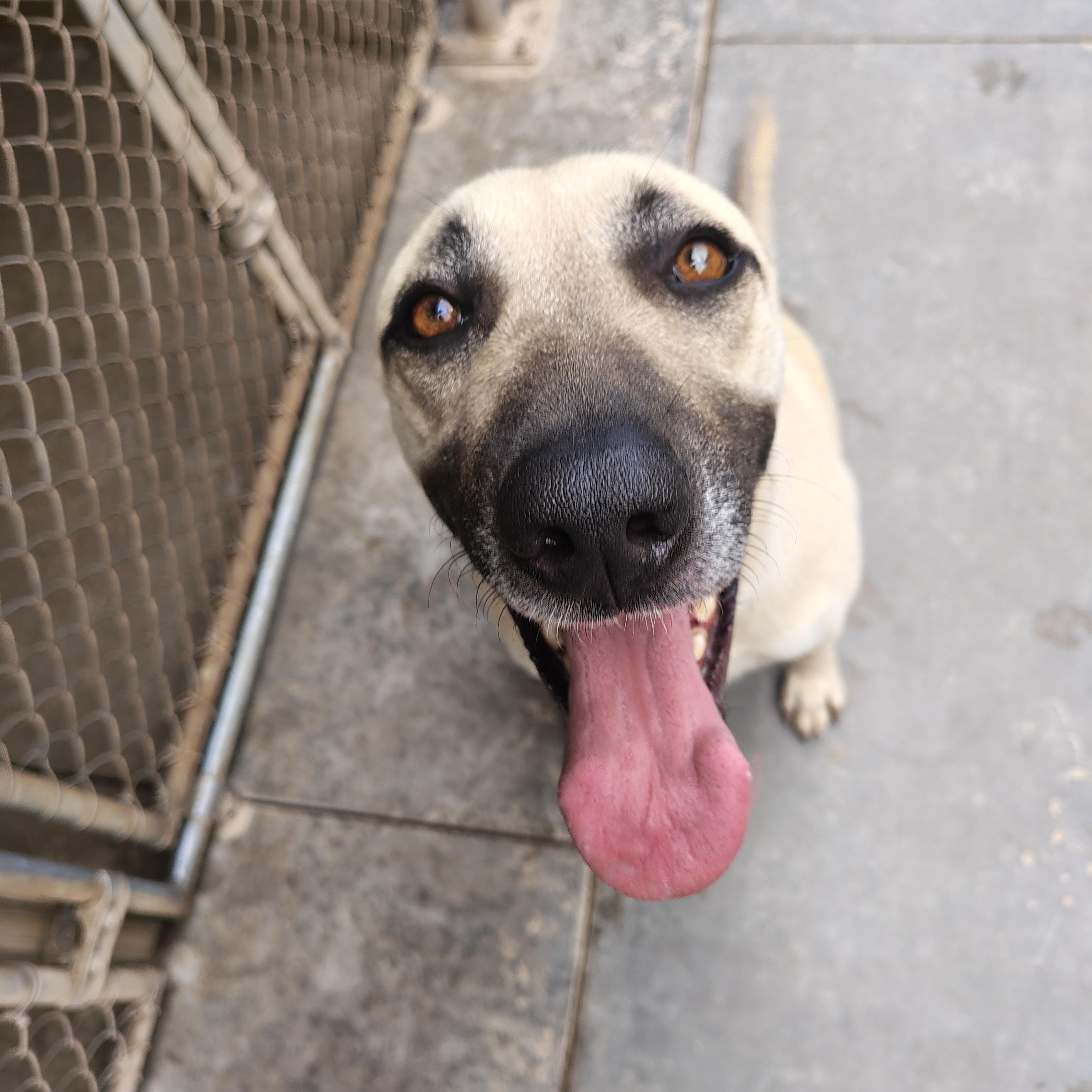 Dixie, an adoptable German Shepherd Dog in Parker, AZ, 85344 | Photo Image 2