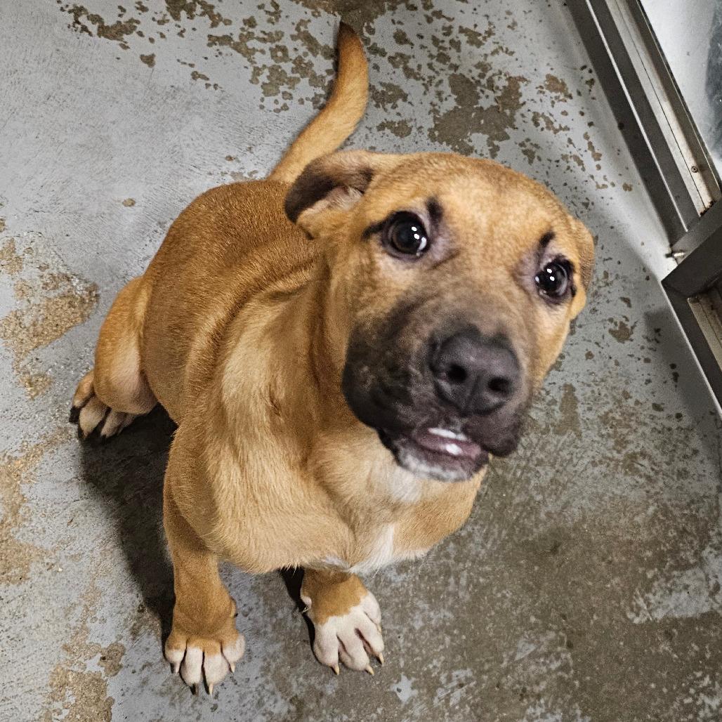 Girl with a guitar, Adoptable, Puppy Female Collie & Mixed Breed.