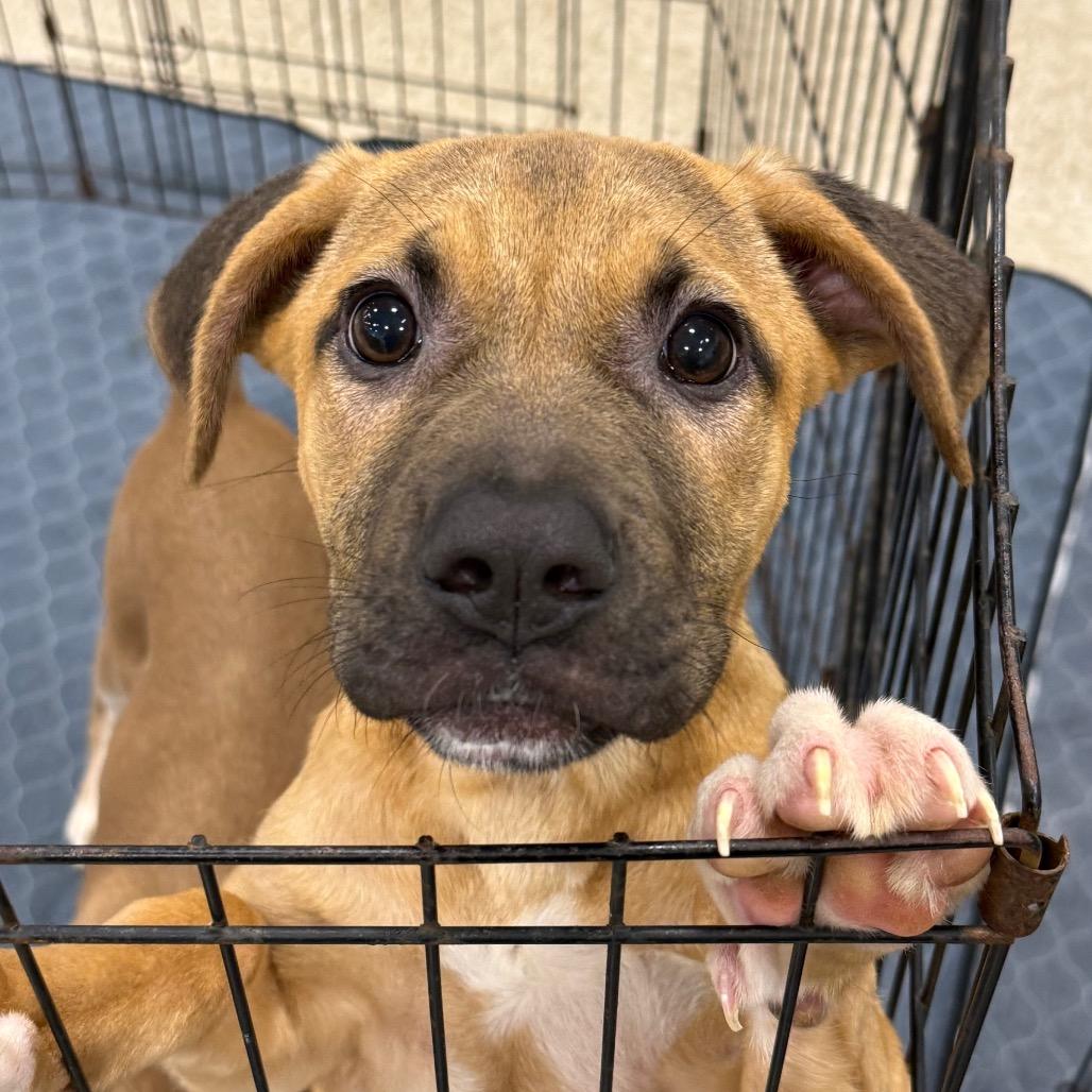 Enlarge Girl with a guitar, a Adoptable mixed breed in Hattiesburg, MS image 2/6