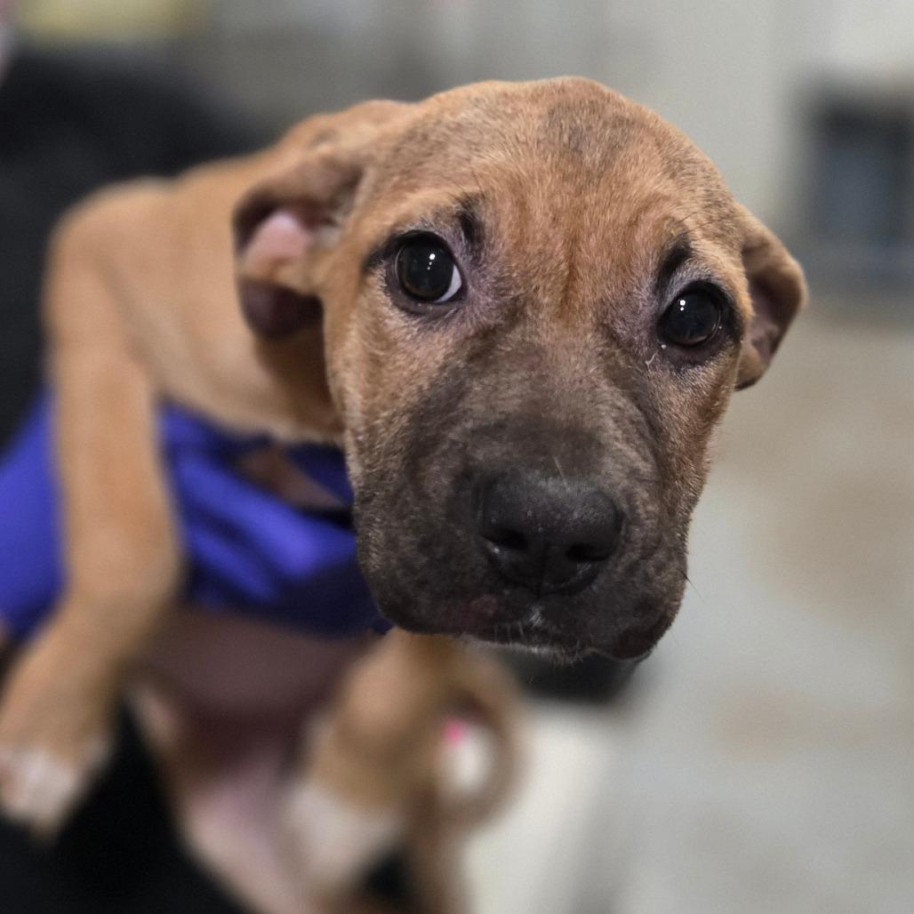 Enlarge Girl with a guitar, a Adoptable mixed breed in Hattiesburg, MS image 3/6