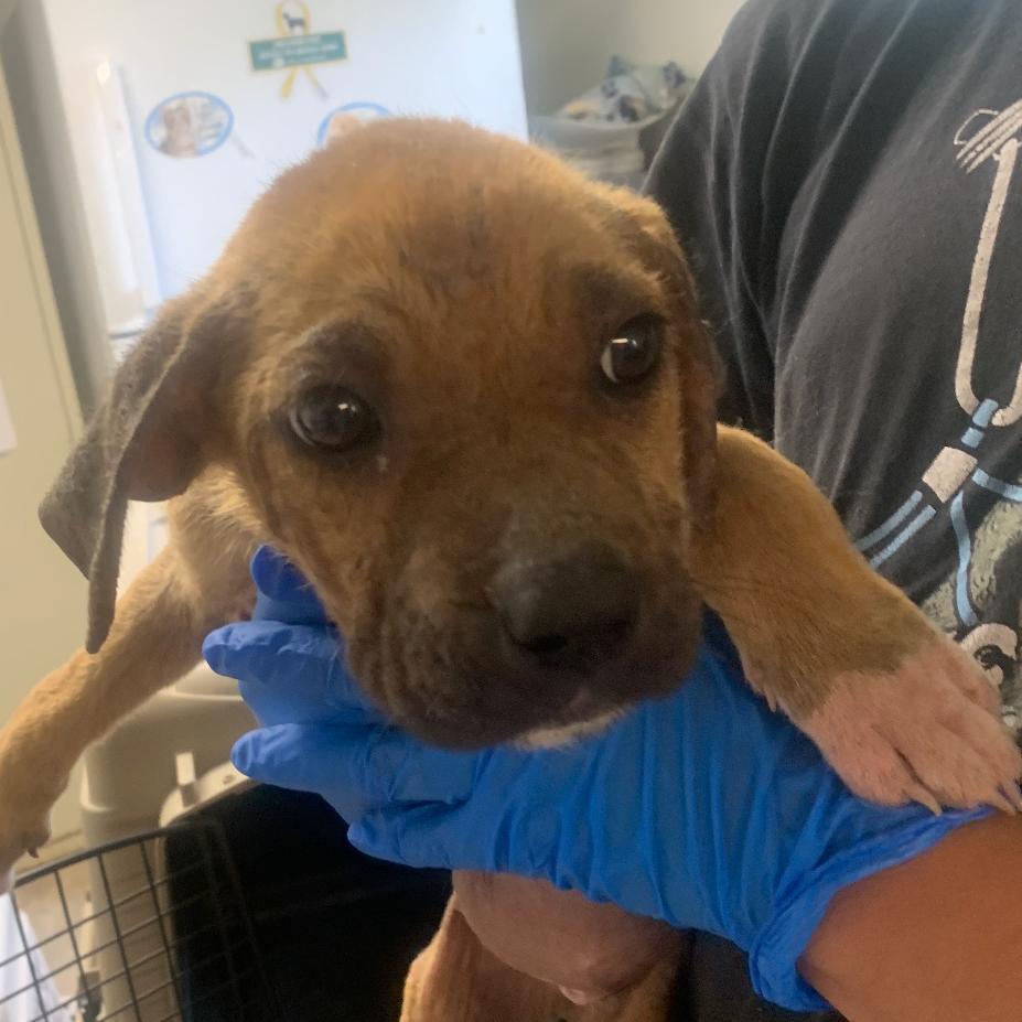 Enlarge Girl with a guitar, a Adoptable mixed breed in Hattiesburg, MS image 4/6