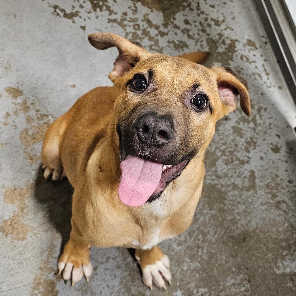 Enlarge Girl with a guitar, a Adoptable mixed breed in Hattiesburg, MS image 5/6