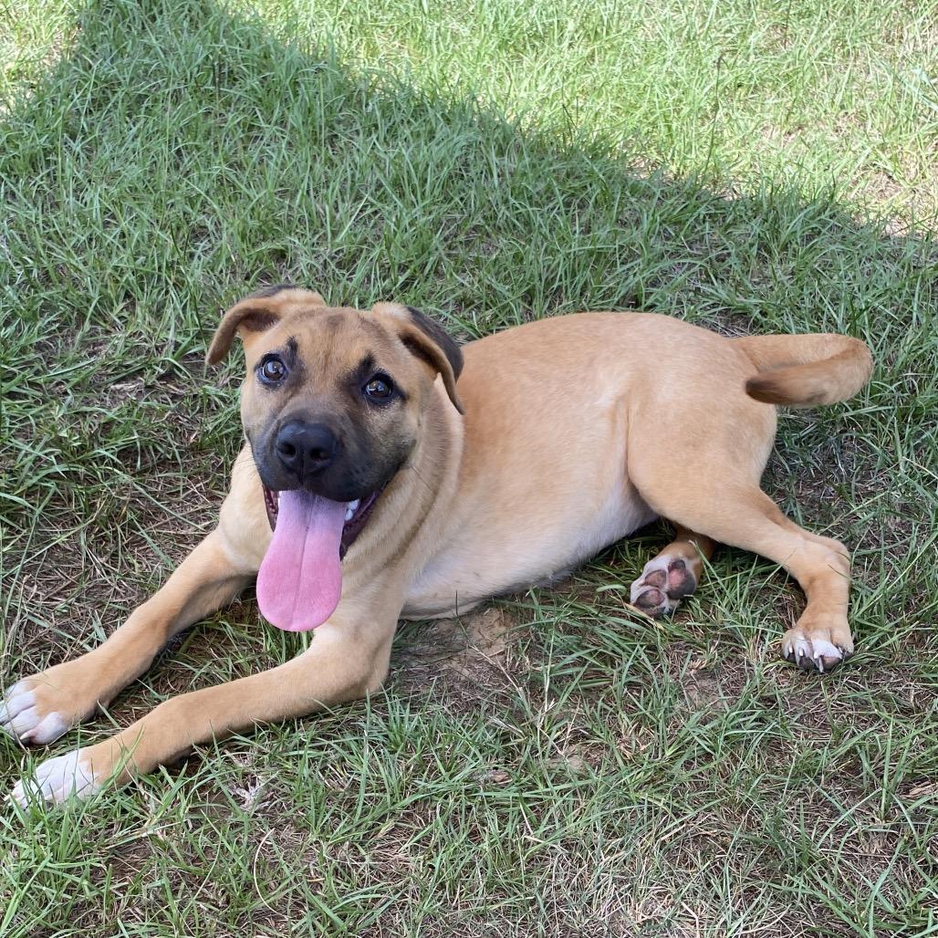 Enlarge Girl with a guitar, a Adoptable mixed breed in Hattiesburg, MS image 6/6