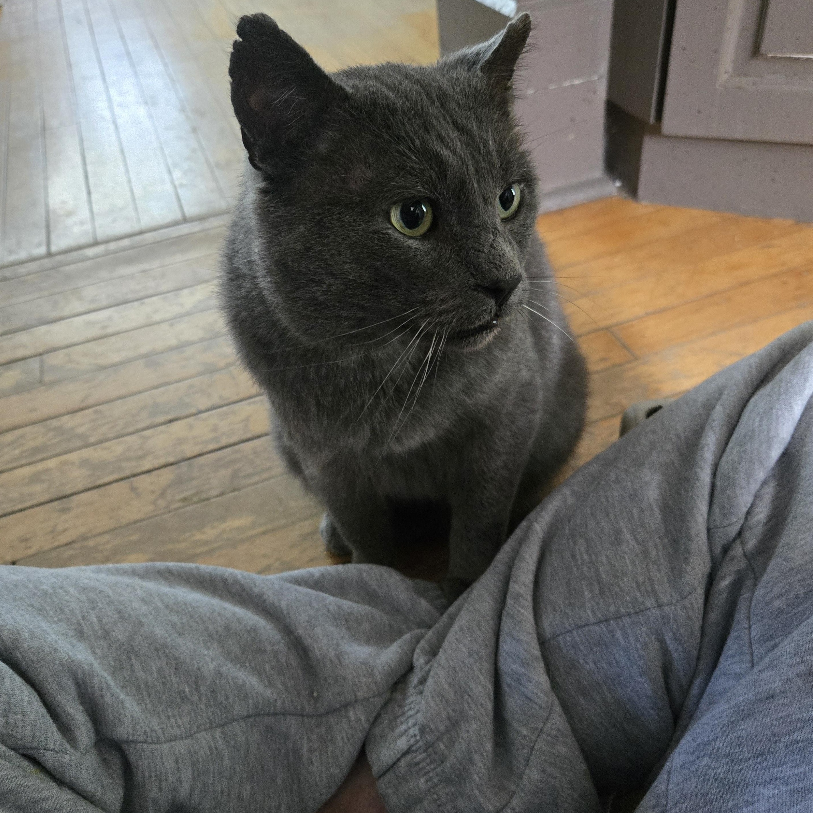 Kyle, a ADOPTABLE Domestic Short Hair in Mississauga, ON image 3/3