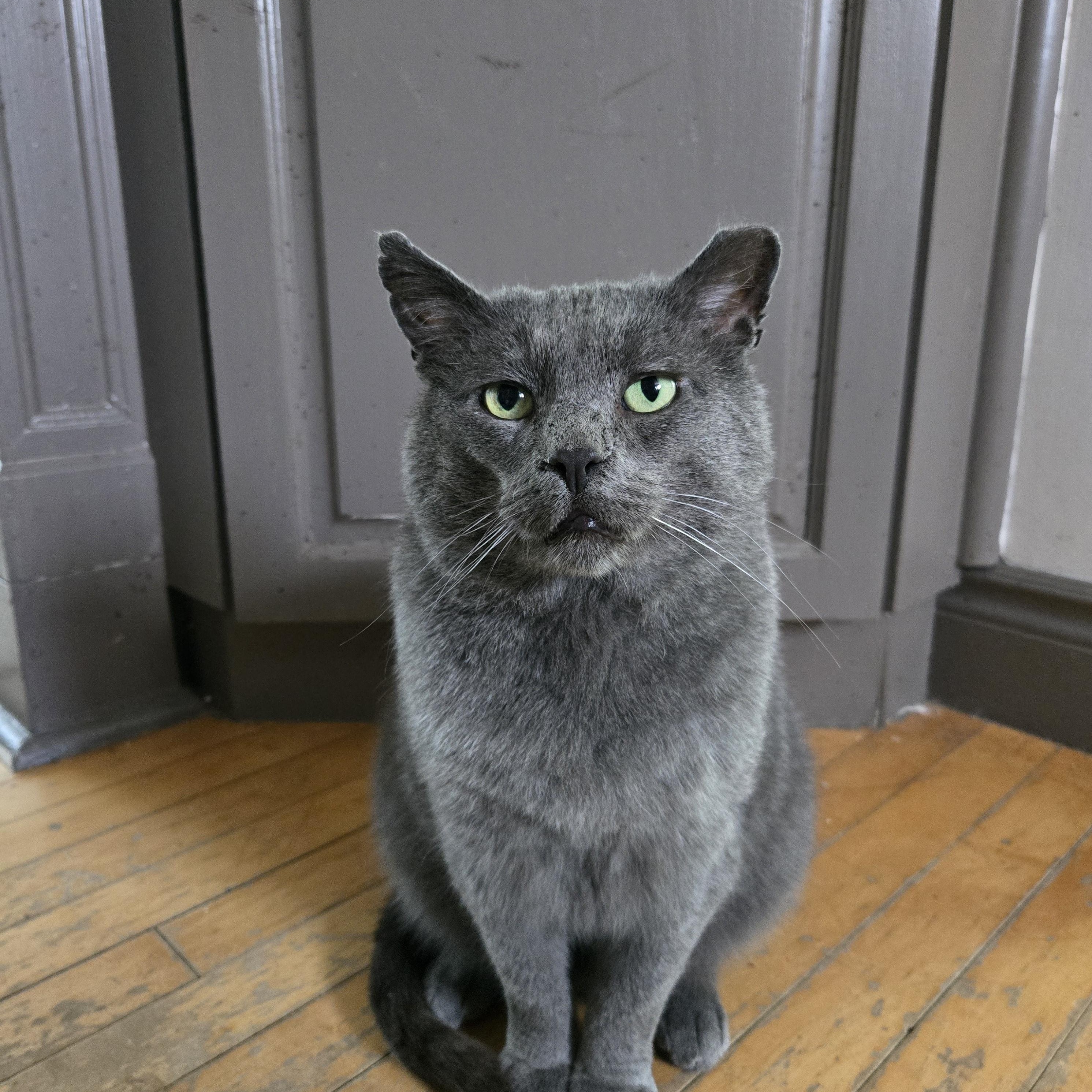 Kyle, ADOPTABLE, Senior Male Domestic Short Hair.