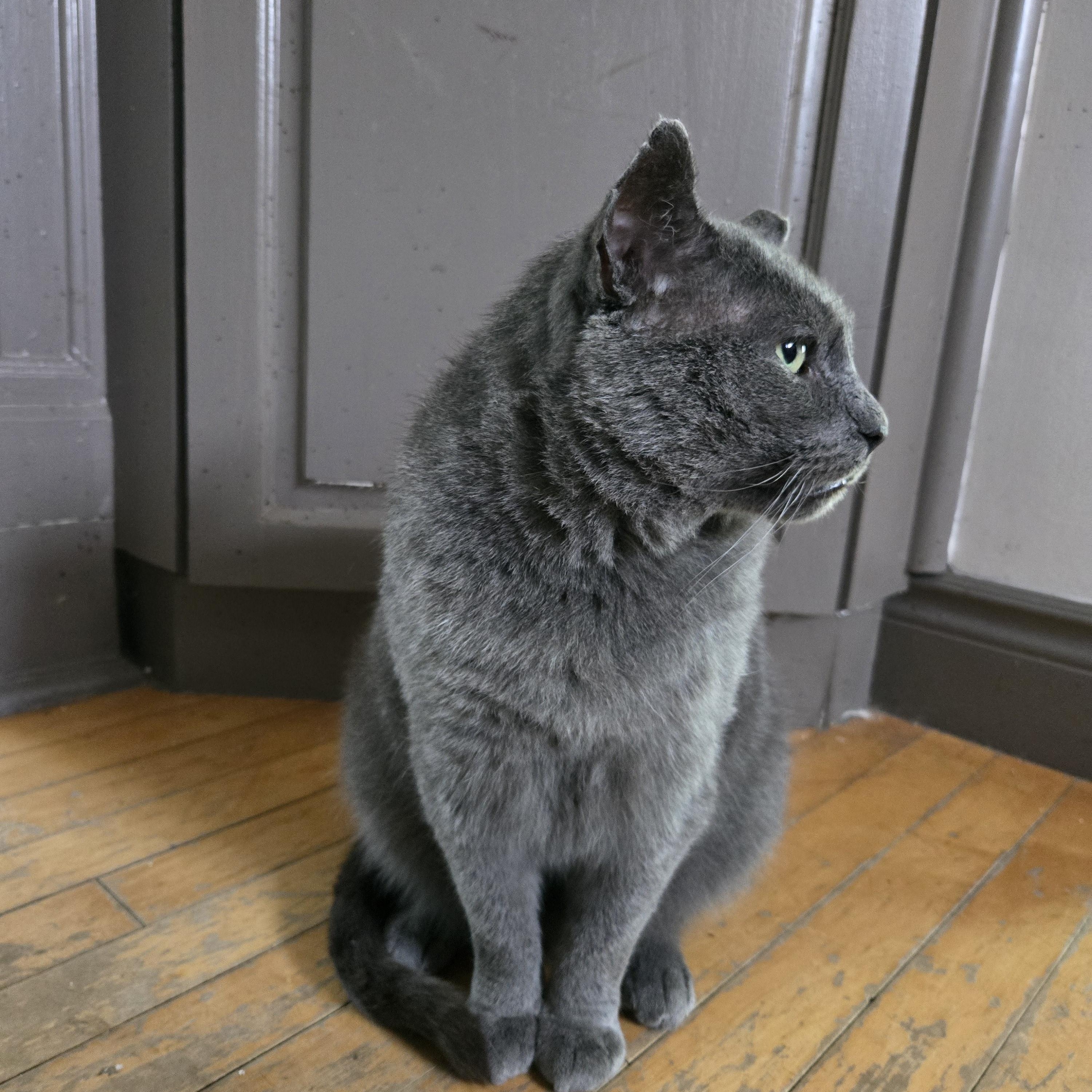 Kyle, a ADOPTABLE Domestic Short Hair in Mississauga, ON image 2/3