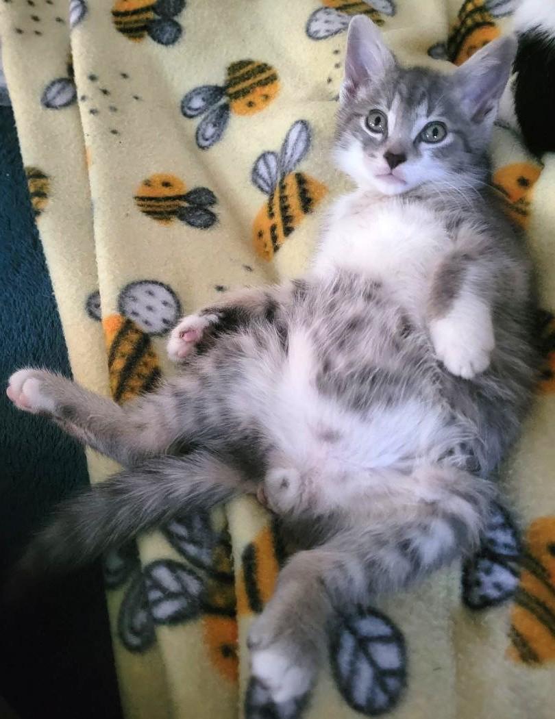 Thigh Master, Baby Male unknown