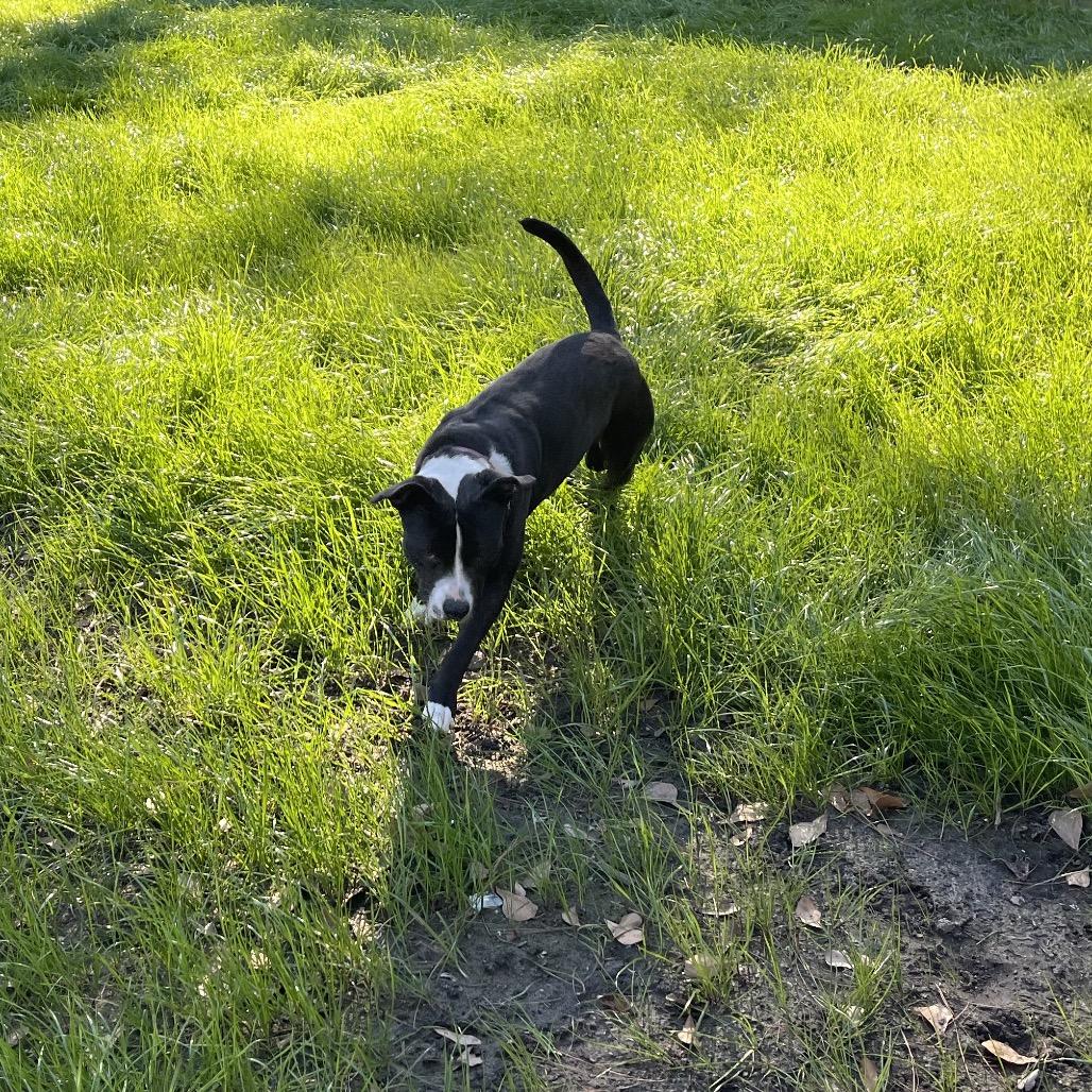 Antonio, Adoptable, Adult Male Terrier & Border Collie.