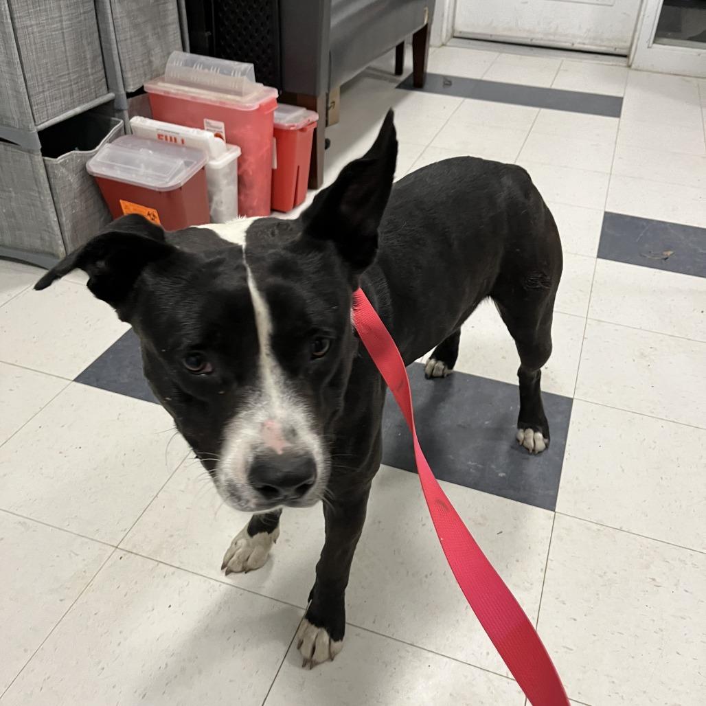 Antonio, Adoptable, Adult Male Terrier & Border Collie.