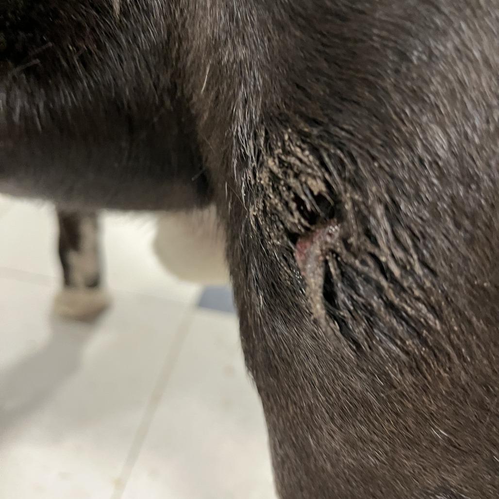 Enlarge Antonio, a Adoptable mixed breed in Richmond Hill, GA image 2/3