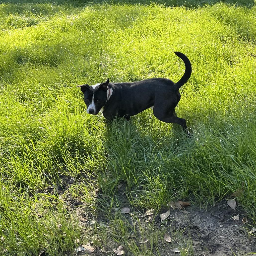 Enlarge Antonio, a Adoptable mixed breed in Richmond Hill, GA image 3/5