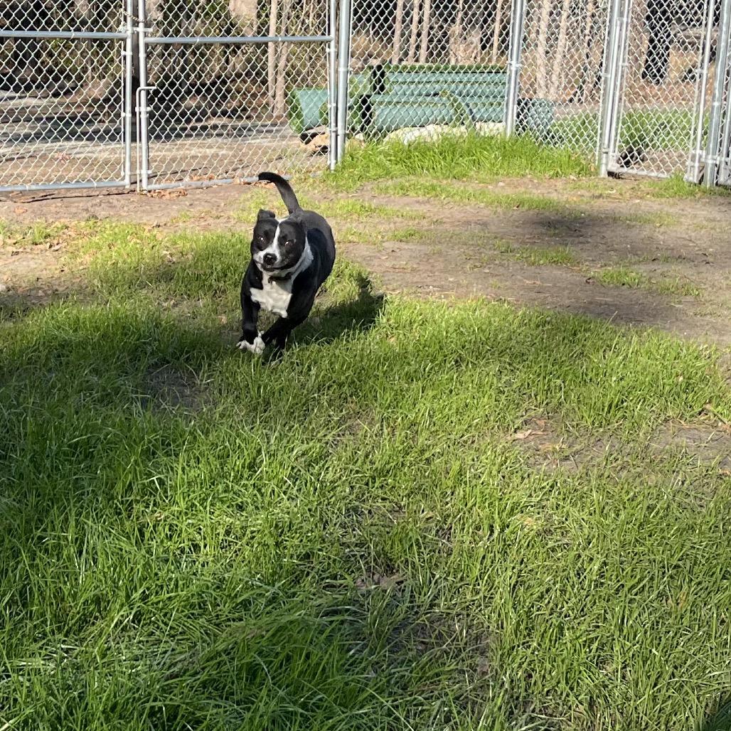 Enlarge Antonio, a Adoptable mixed breed in Richmond Hill, GA image 4/5