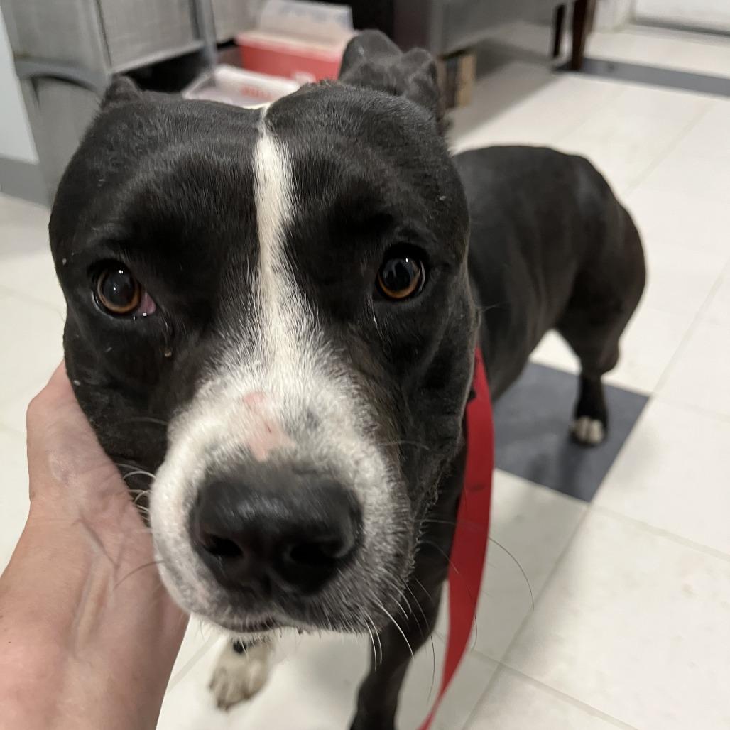 Enlarge Antonio, a Adoptable mixed breed in Richmond Hill, GA image 3/3