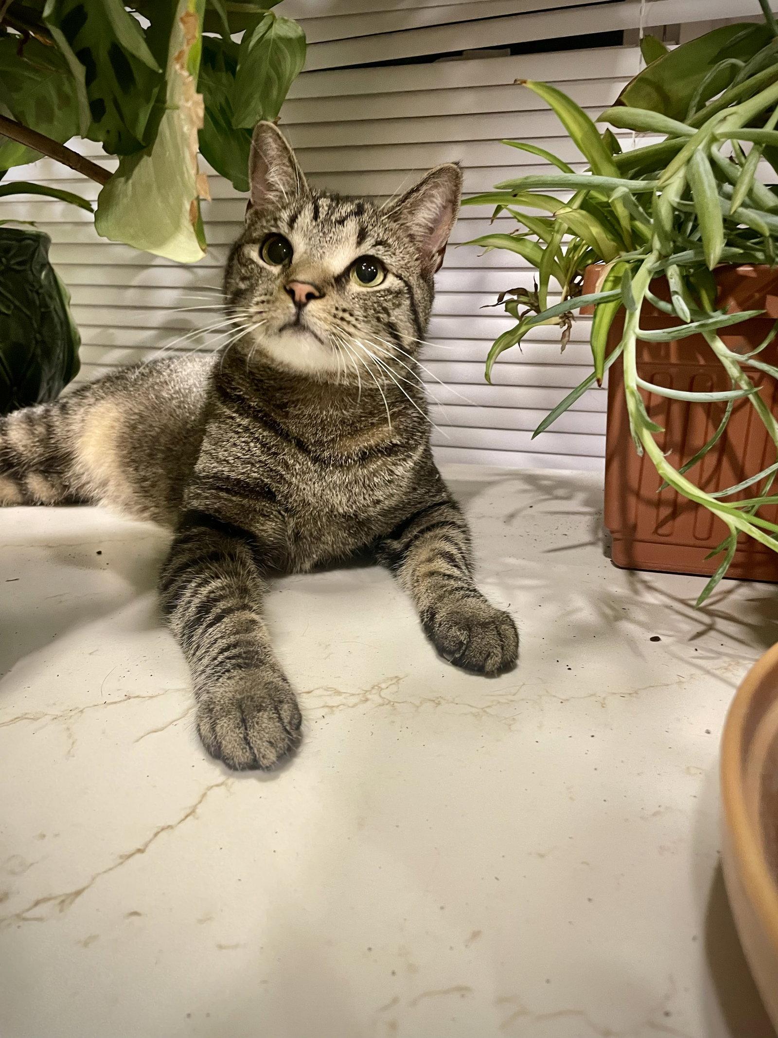 Enlarge Booker 1 year male AVAILABLE 5/21, a Adoptable Domestic Short Hair in Sterling, MA image 1/1