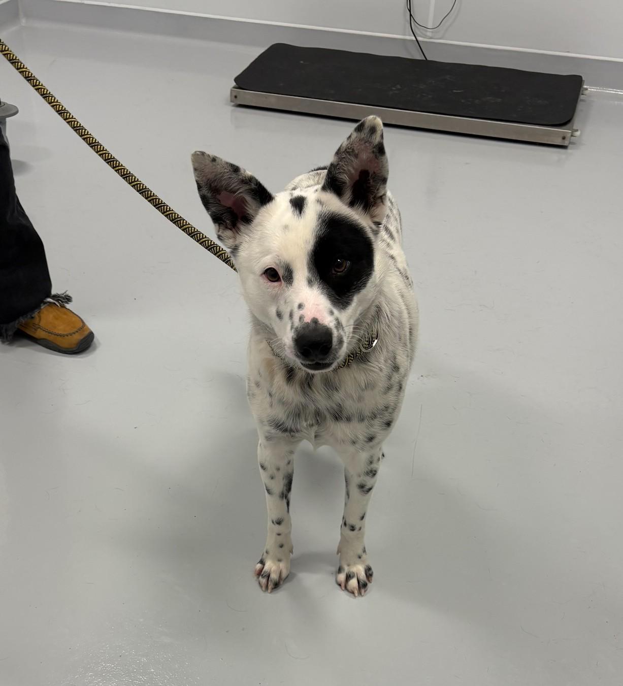 Enlarge Tate, a ADOPTABLE mixed breed in Kankakee, IL image 1/1