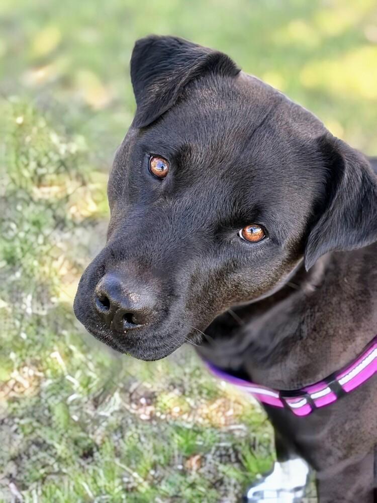 Brooks, Adoptable, Adult Male Labrador Retriever & American Staffordshire Terrier.